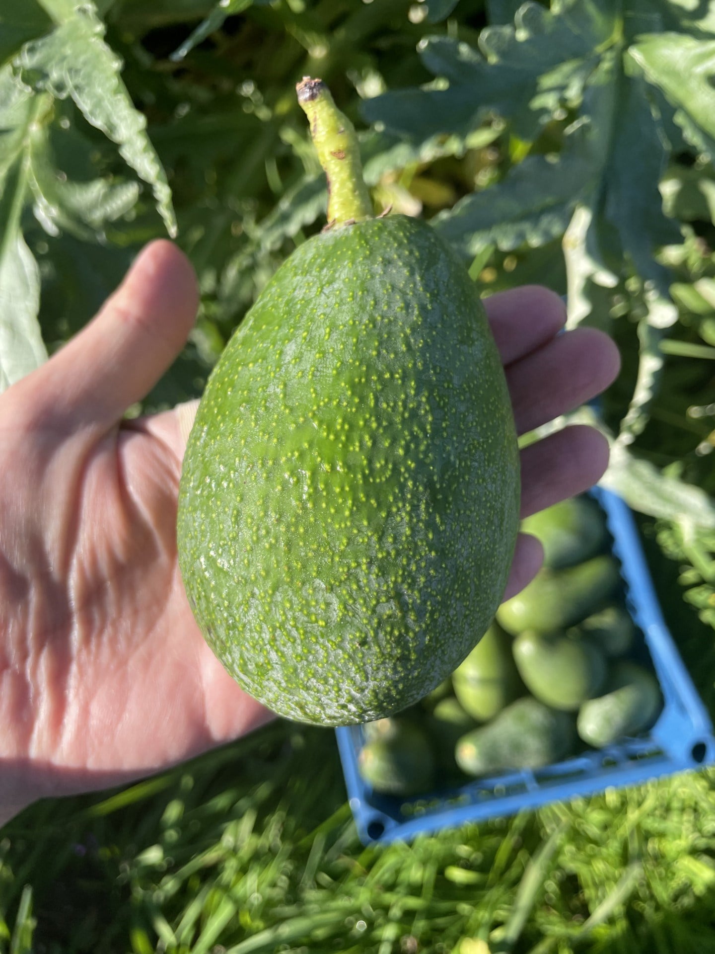 Avokado Dalından Yeni Hasat 1(Adet)