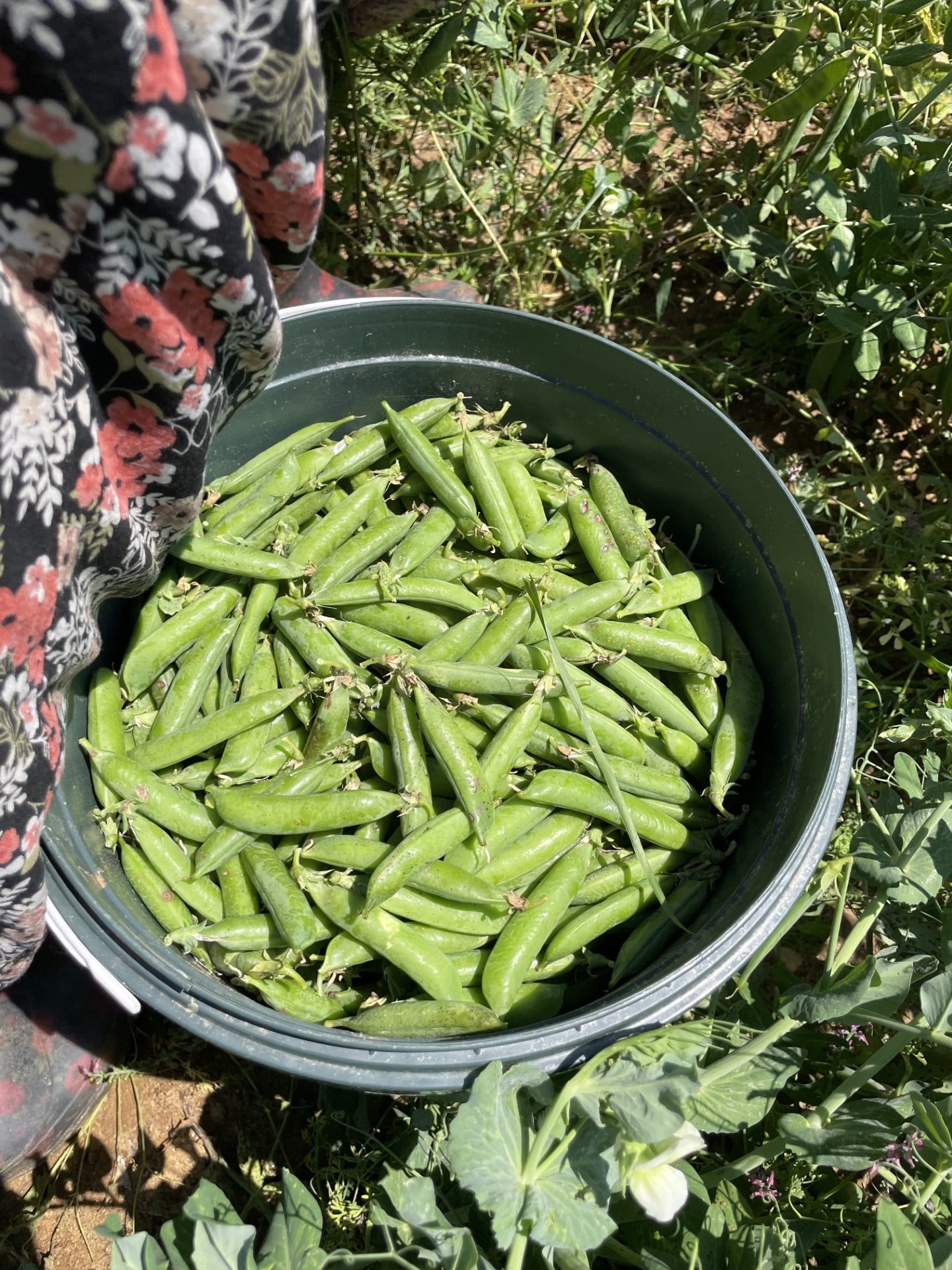 Ayıklanmış İç Bezelye (500gr)