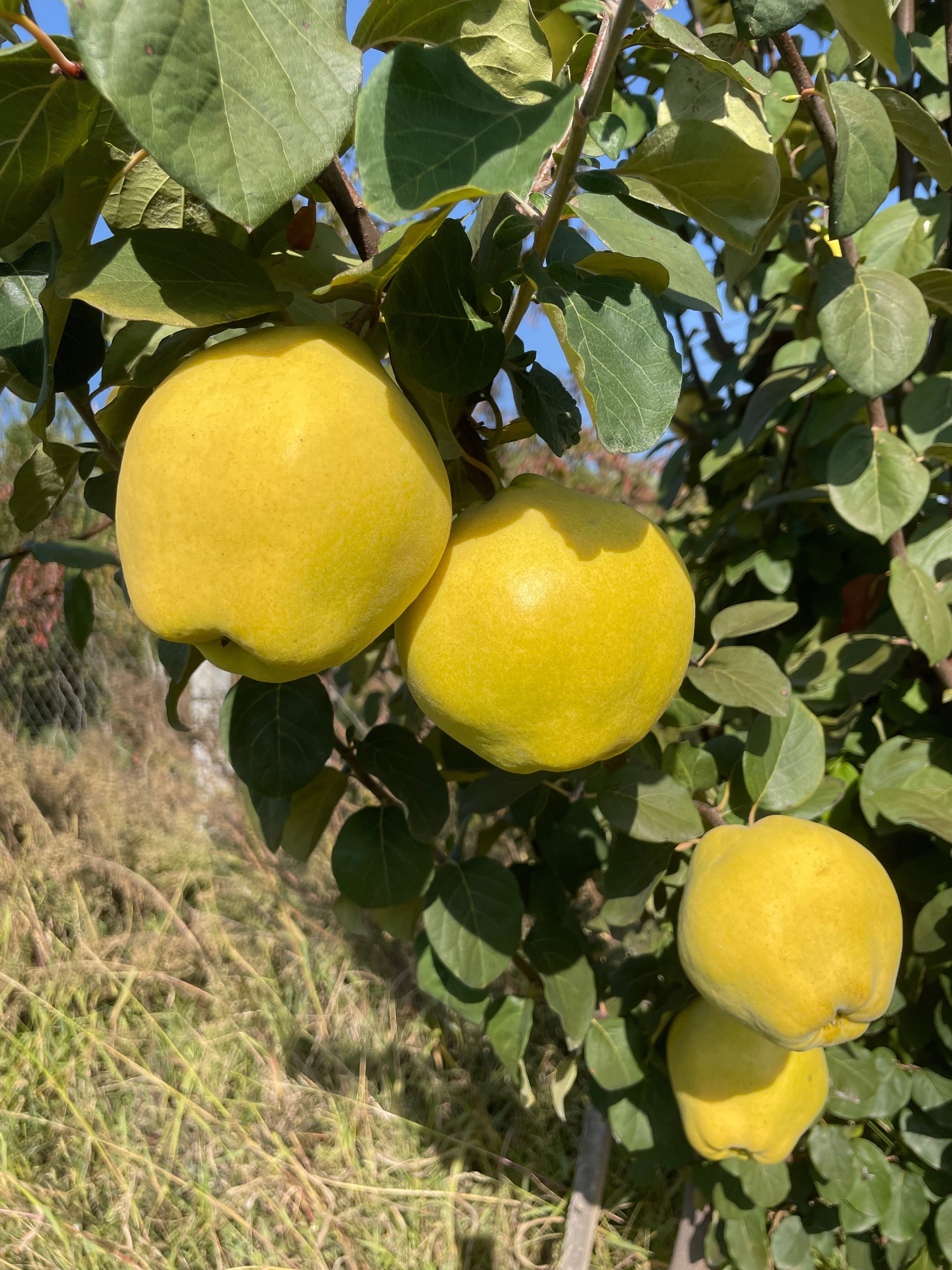 Ayva 1 / Kg
