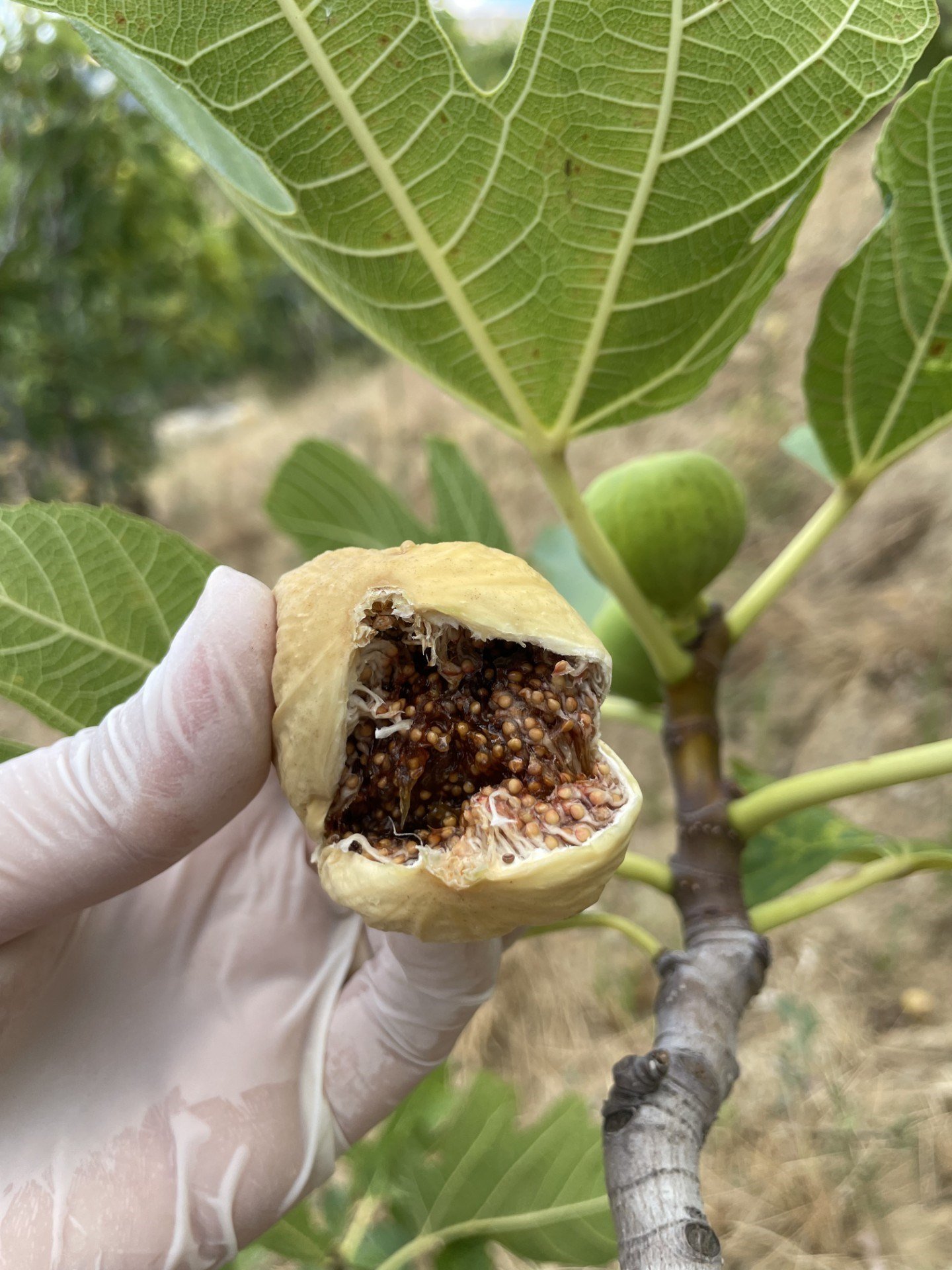 Çatlak Kuru İncir 1 / Kg