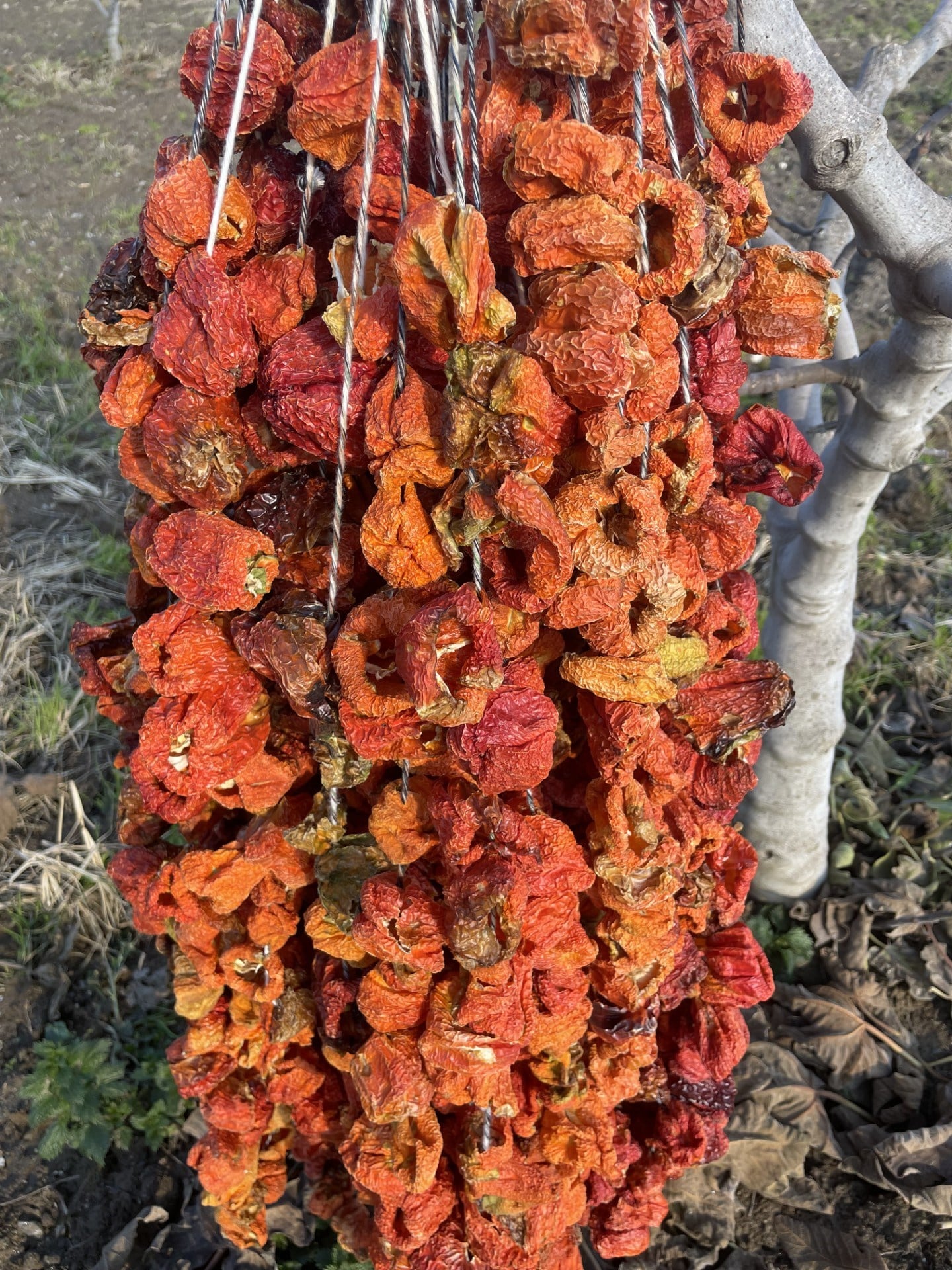Kuru Dolmalık Biber Tatlı 1(dizi)