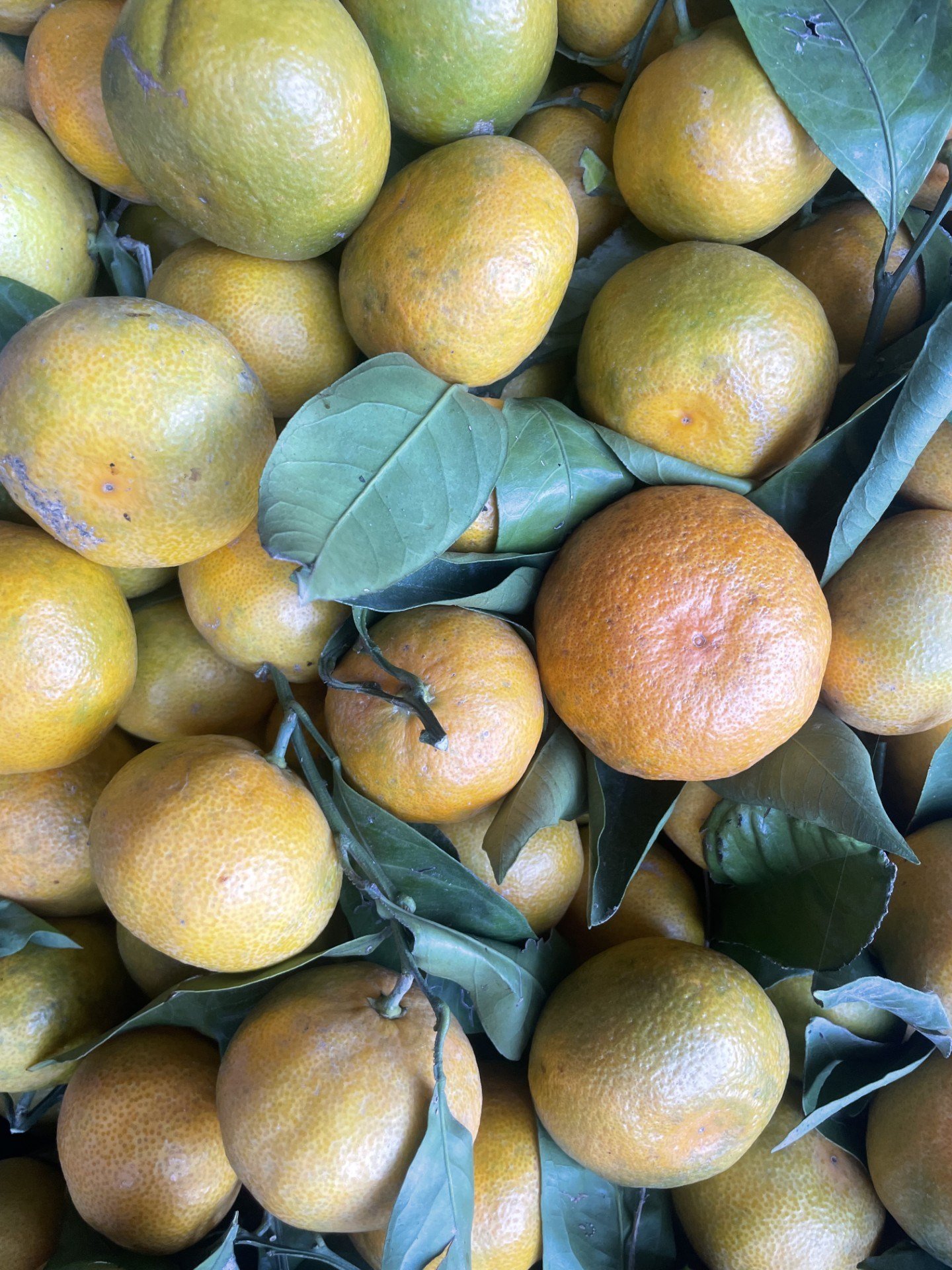 Mandalina 1 / Kg