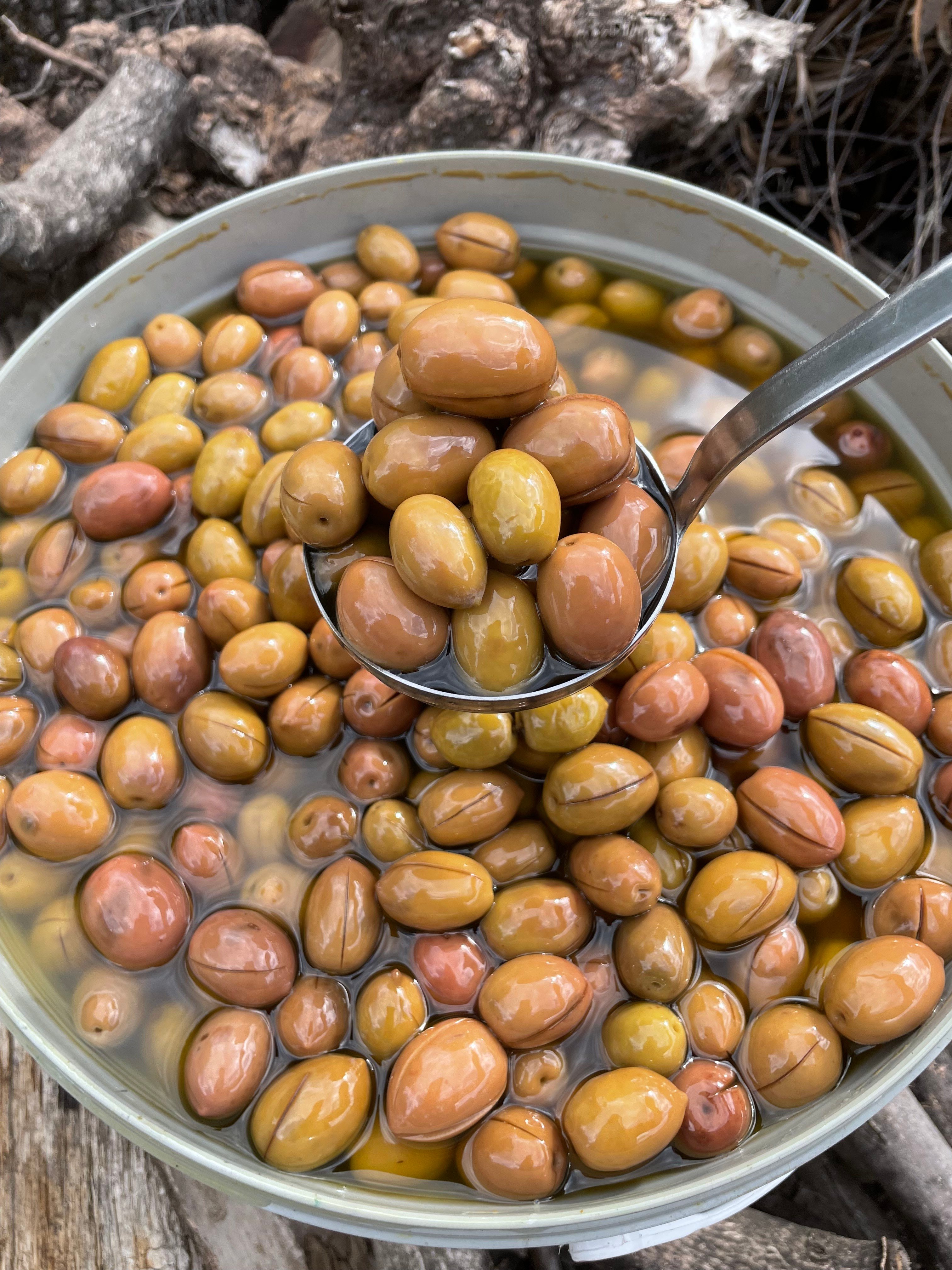 Milas Yerli Çizik Zeytin Zeytinyağlı 1 / Kg