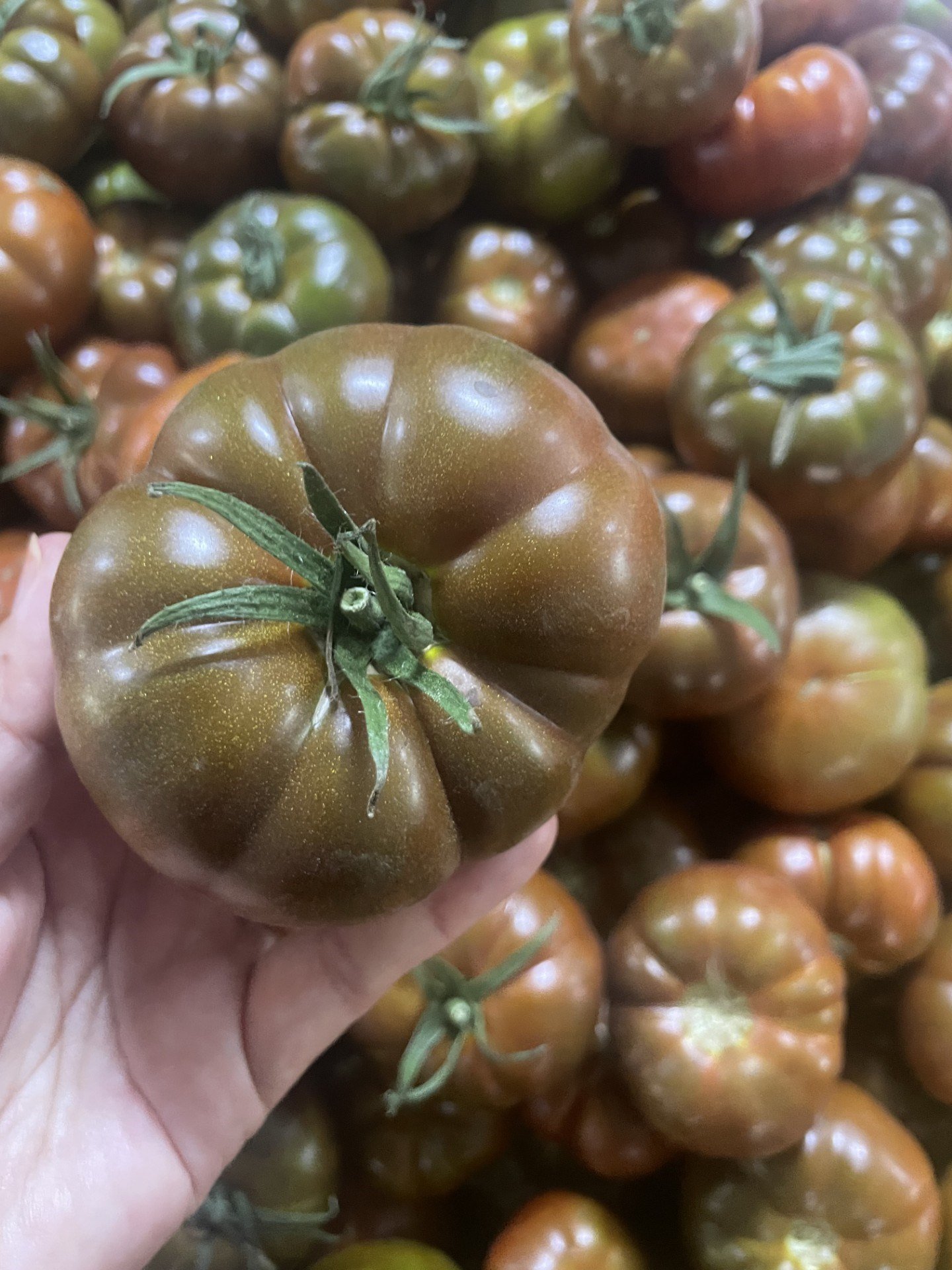 Siyah Çiko Domates 1 / Kg