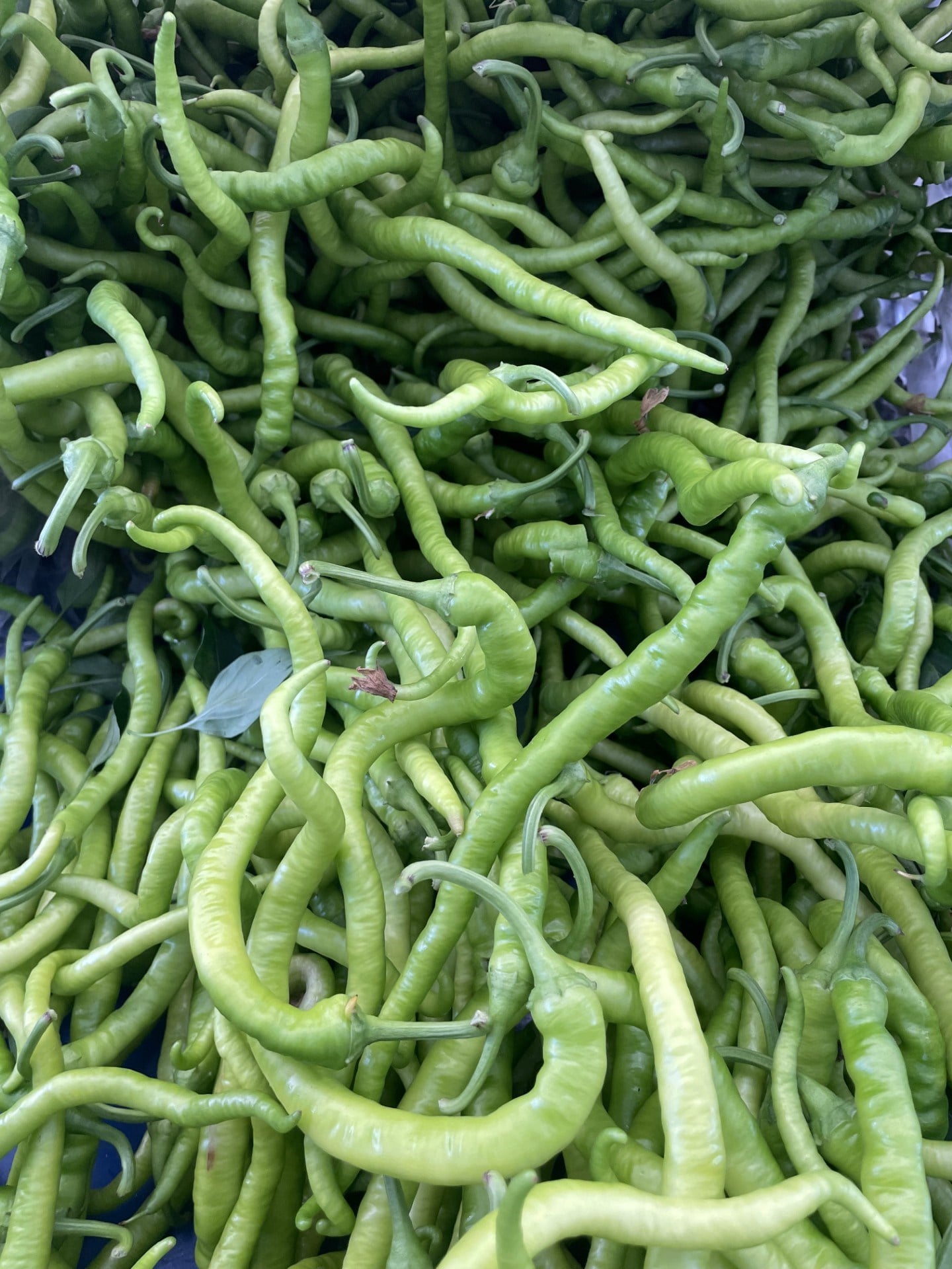 Tatlı Nazenin Biber 1 / Kg