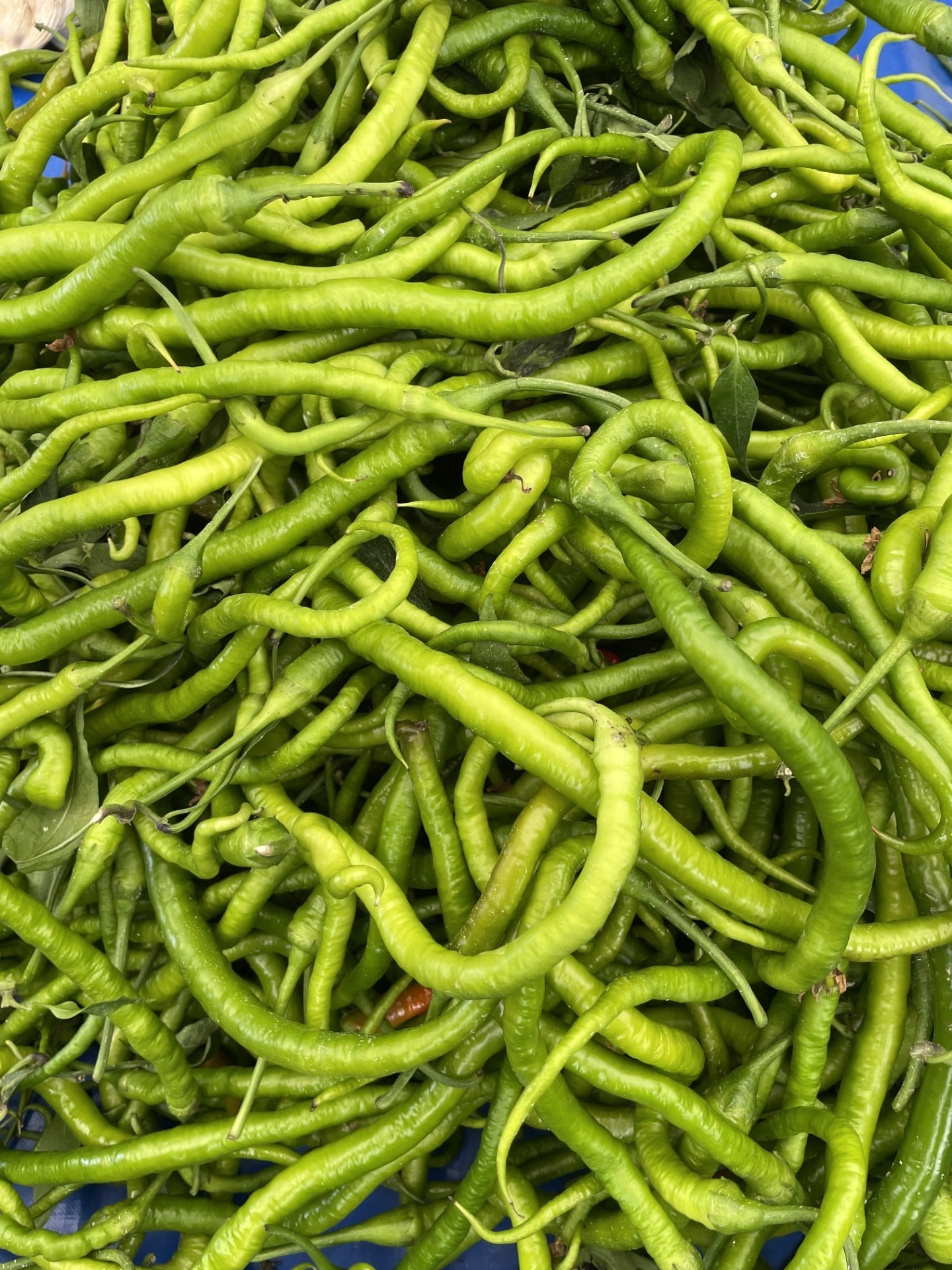 Tatlı Sivri Biber 1 / Kg