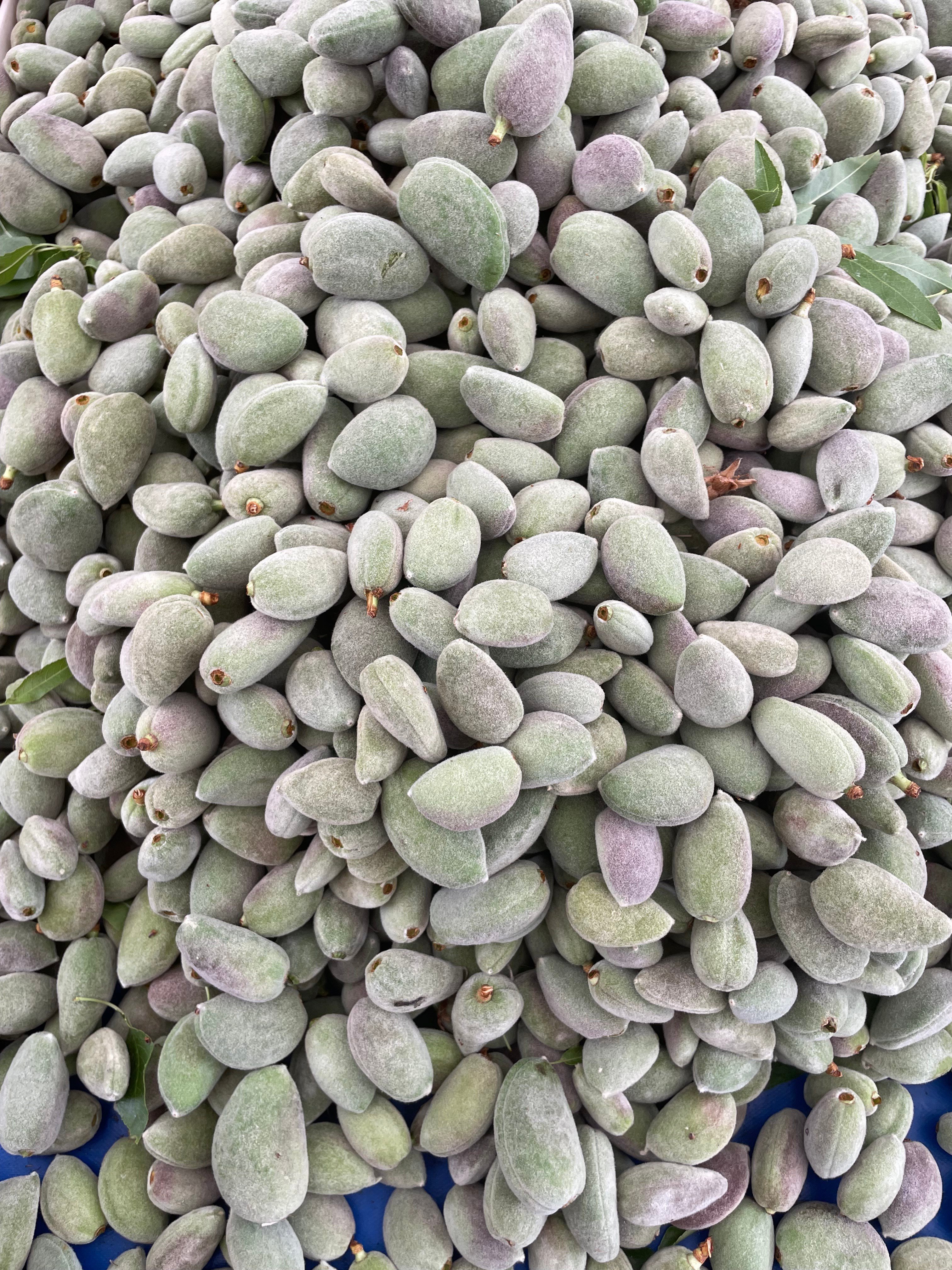 Taze Badem Çağla 1 / Kg (Datça Bademi)