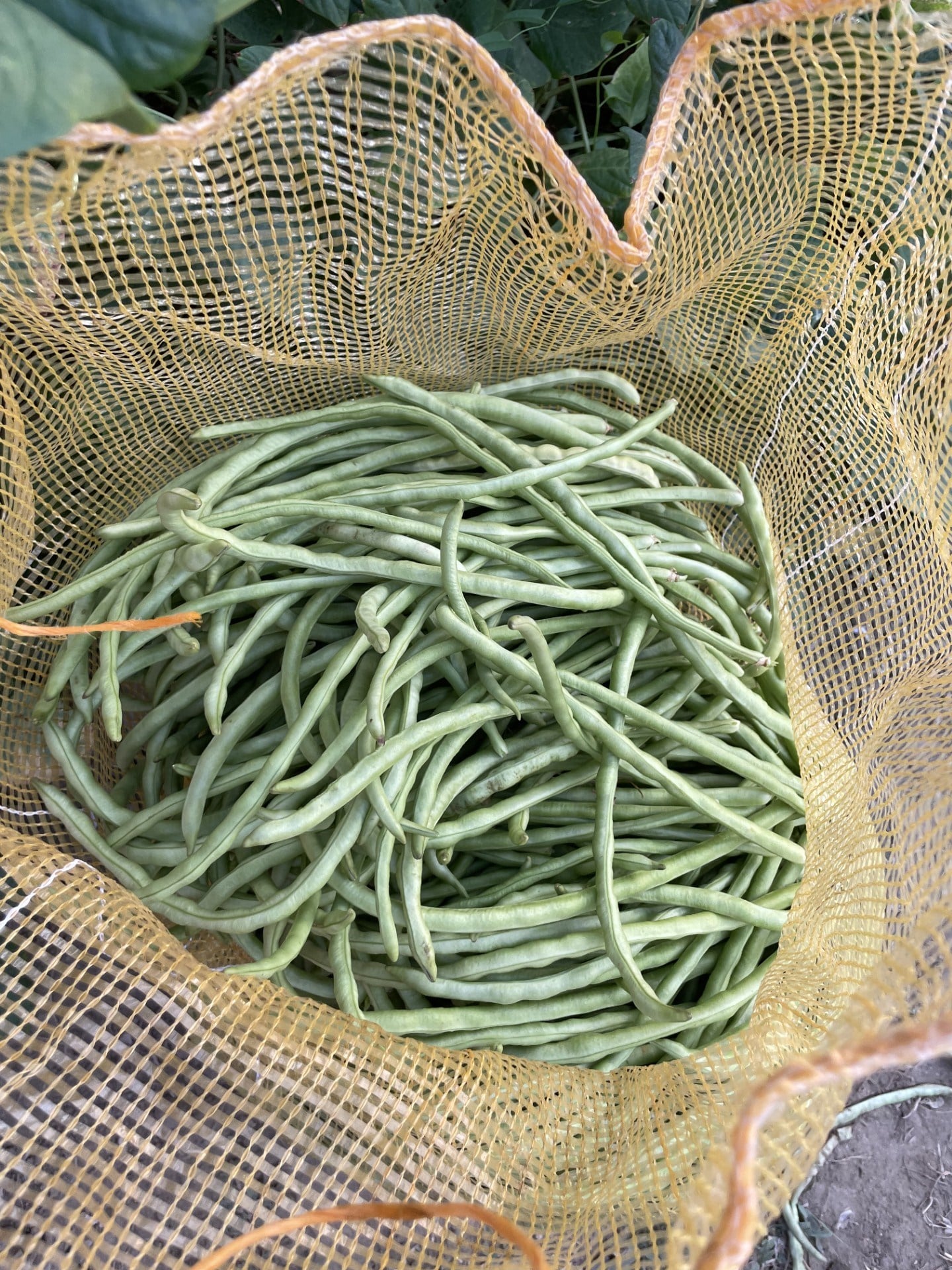 Taze Börülce 1(kg)