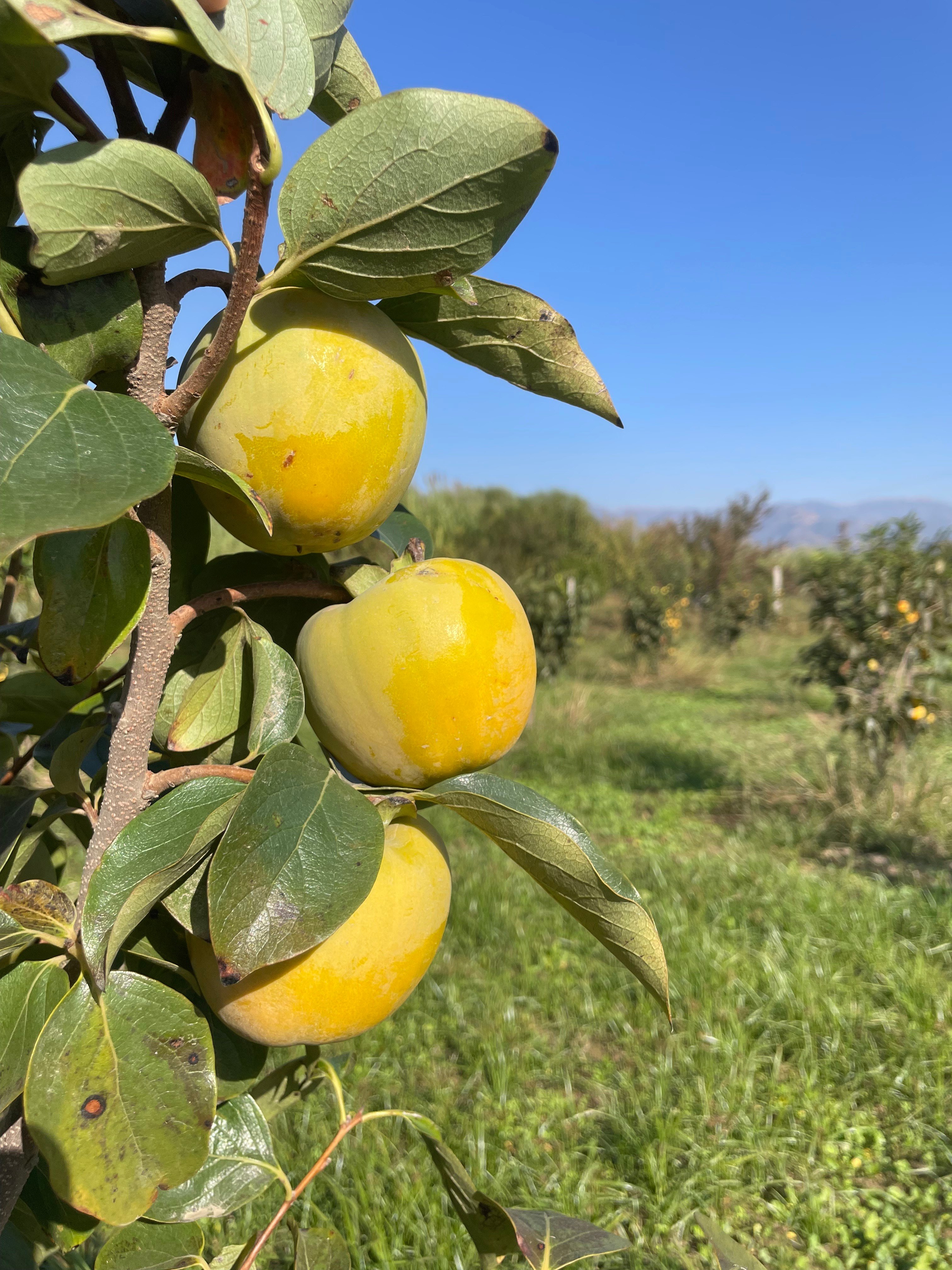 Taze Cennet Hurması 1 / Kg