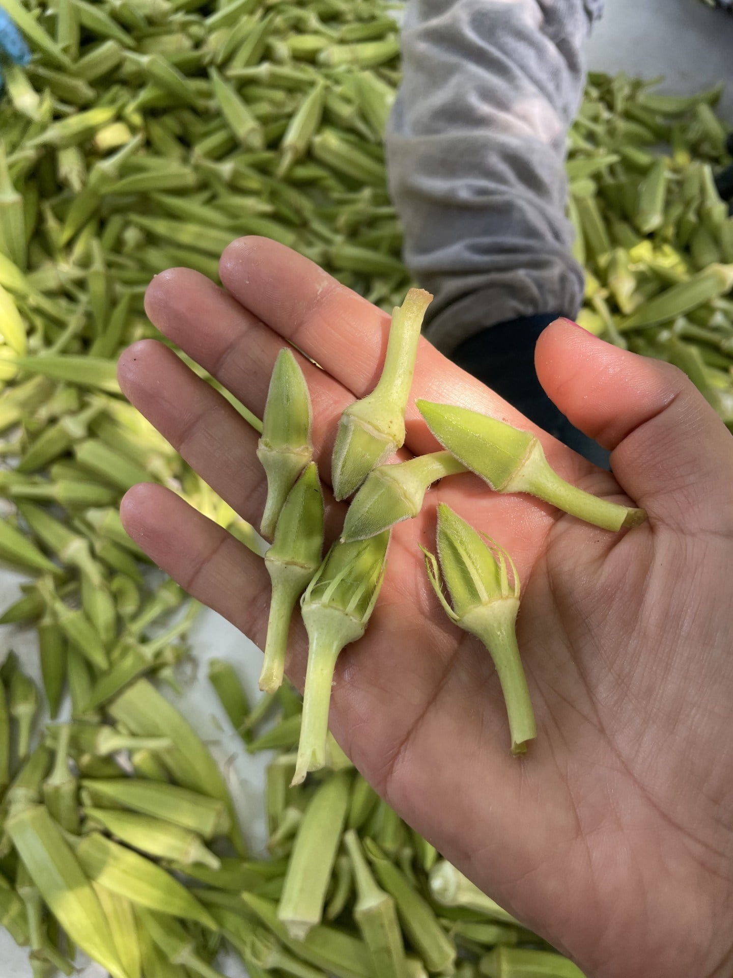 Taze Çorbalık Çiçek Bamya 1 / Kg