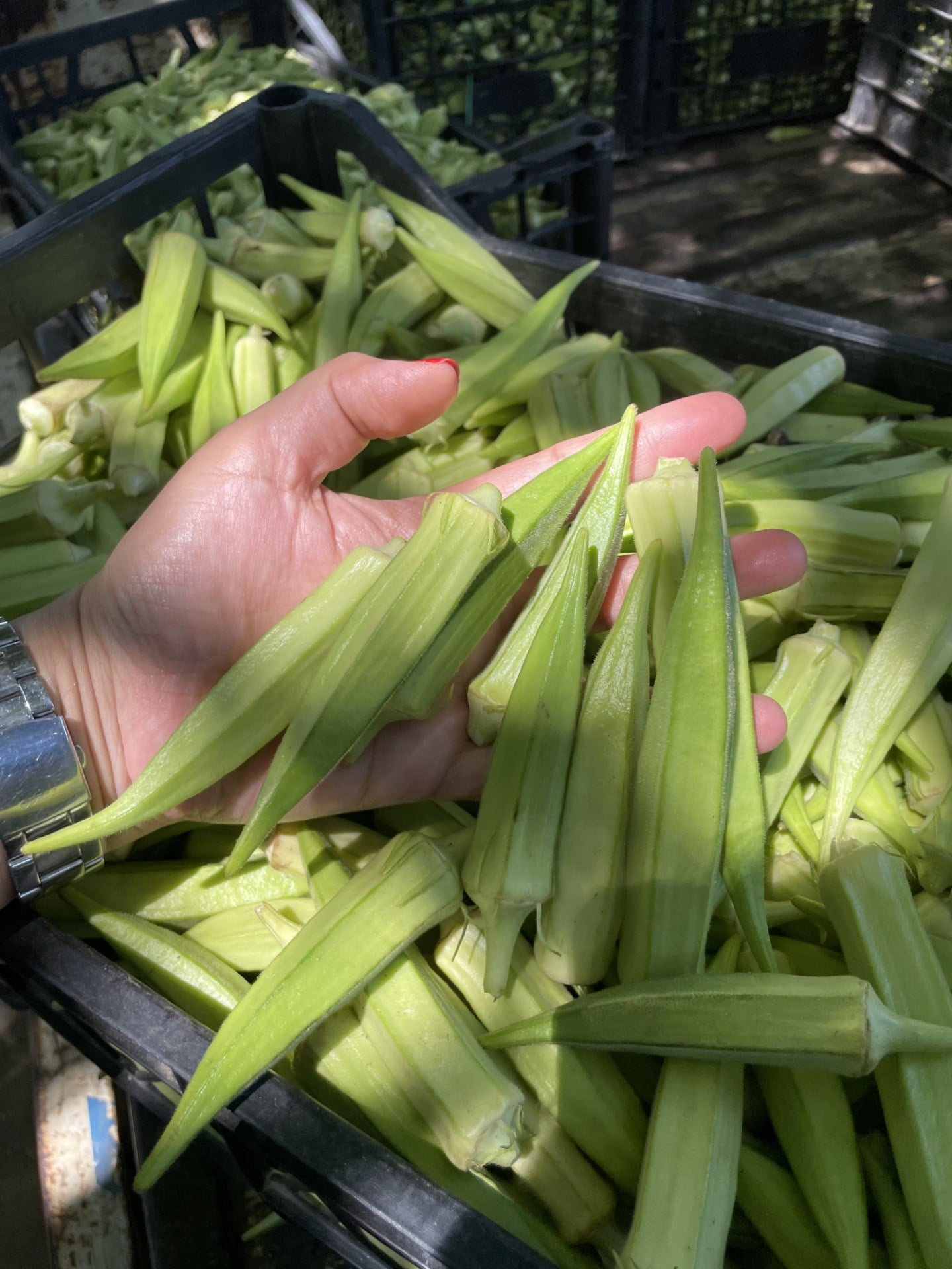 Taze İri Köy Bamyası 1 / Kg