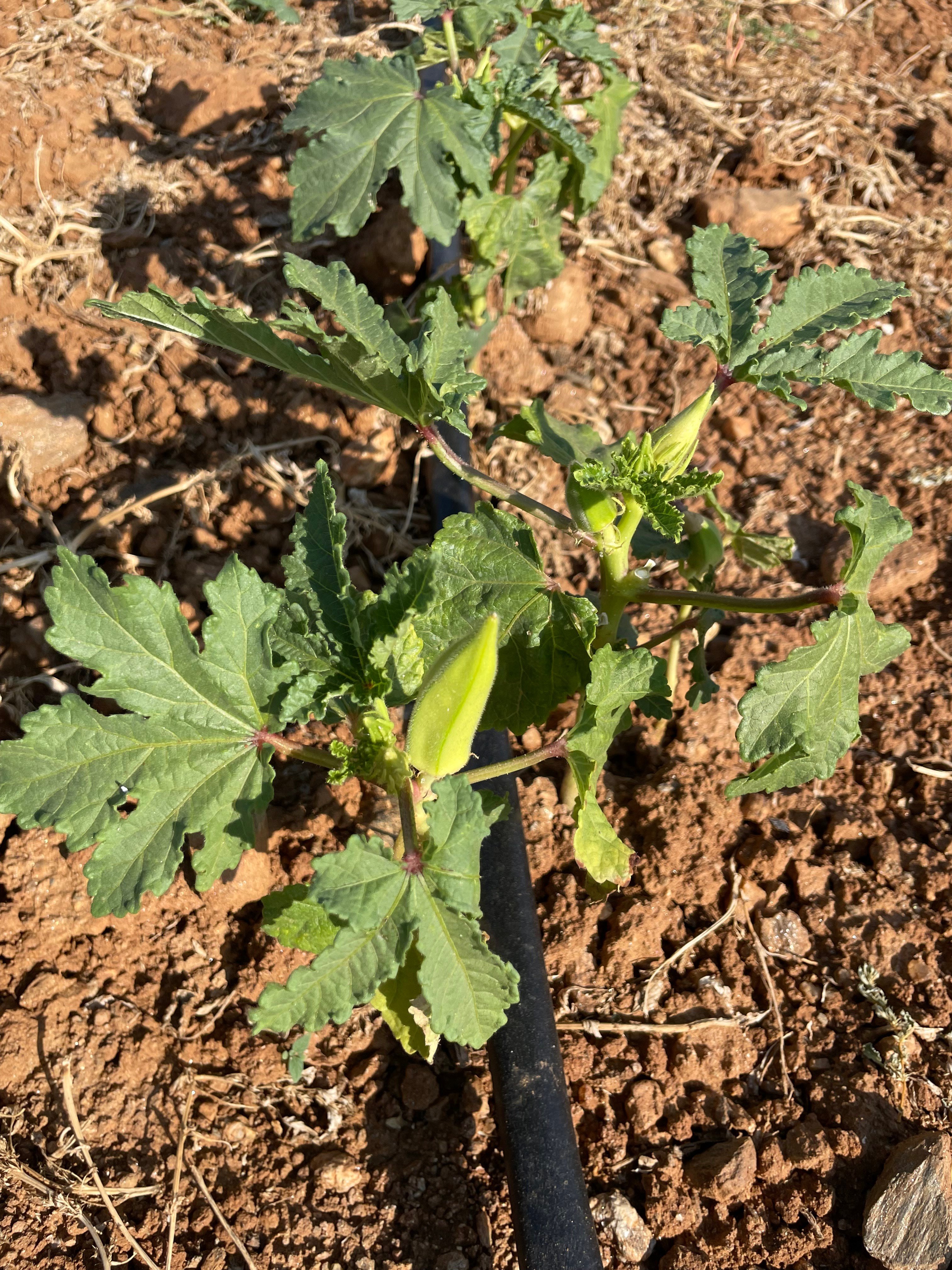 Taze Köy Bamyası 5 / Kg