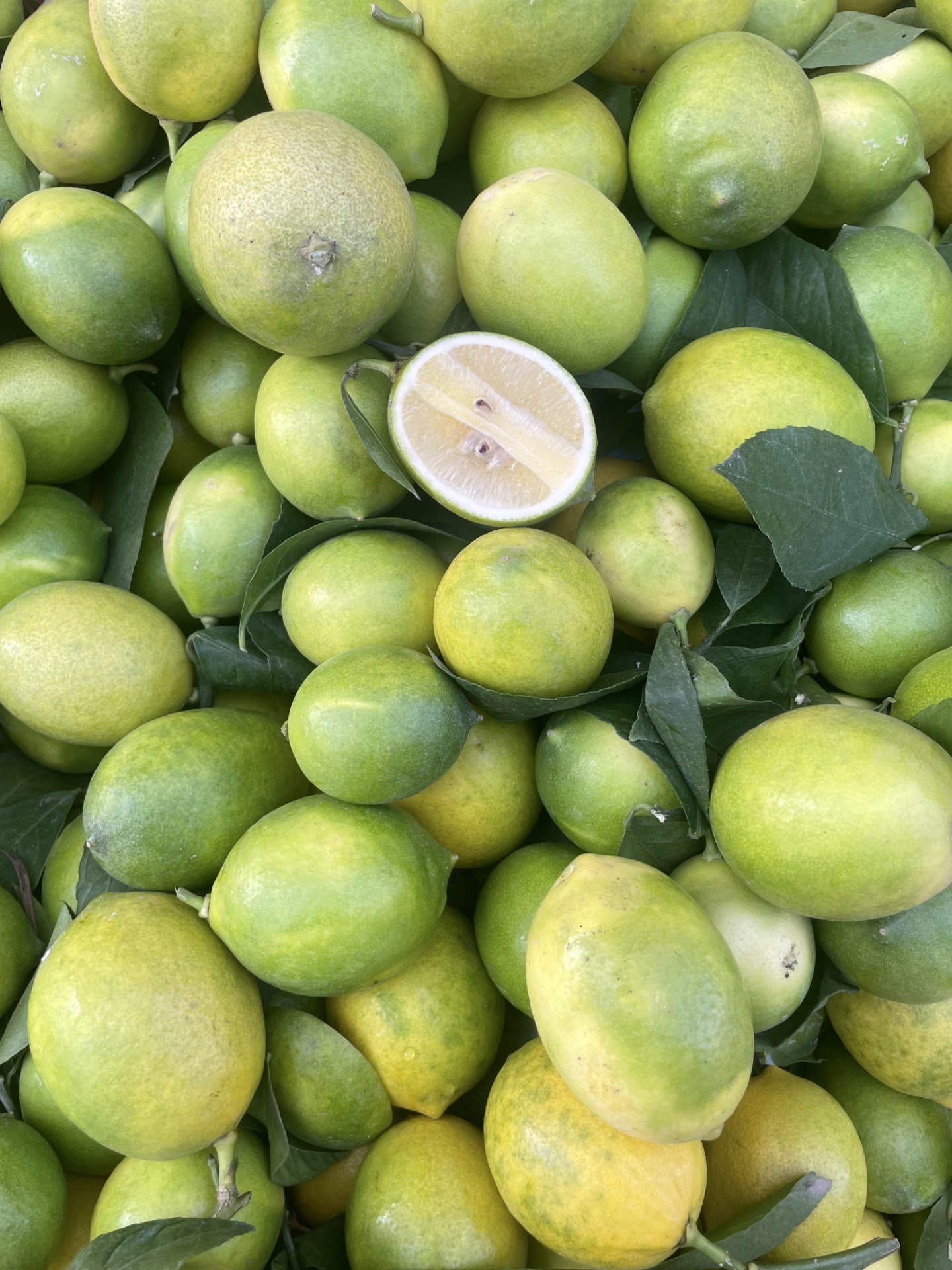 Taze Limon 1 / Kg