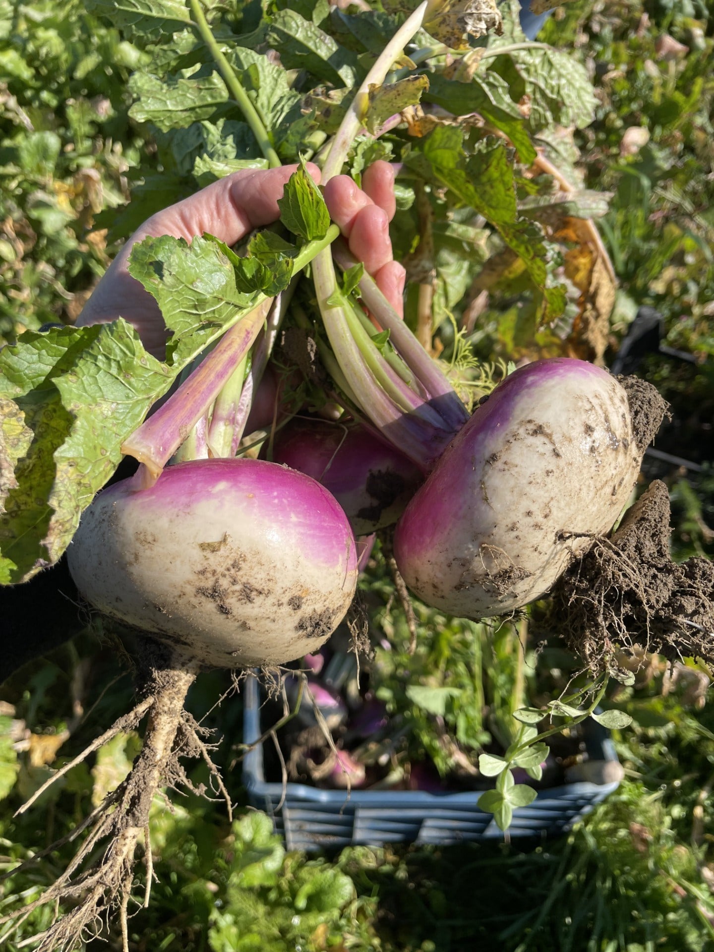 Turp Alyanak Doğal Katkısız Bahçesinden 1(kg)