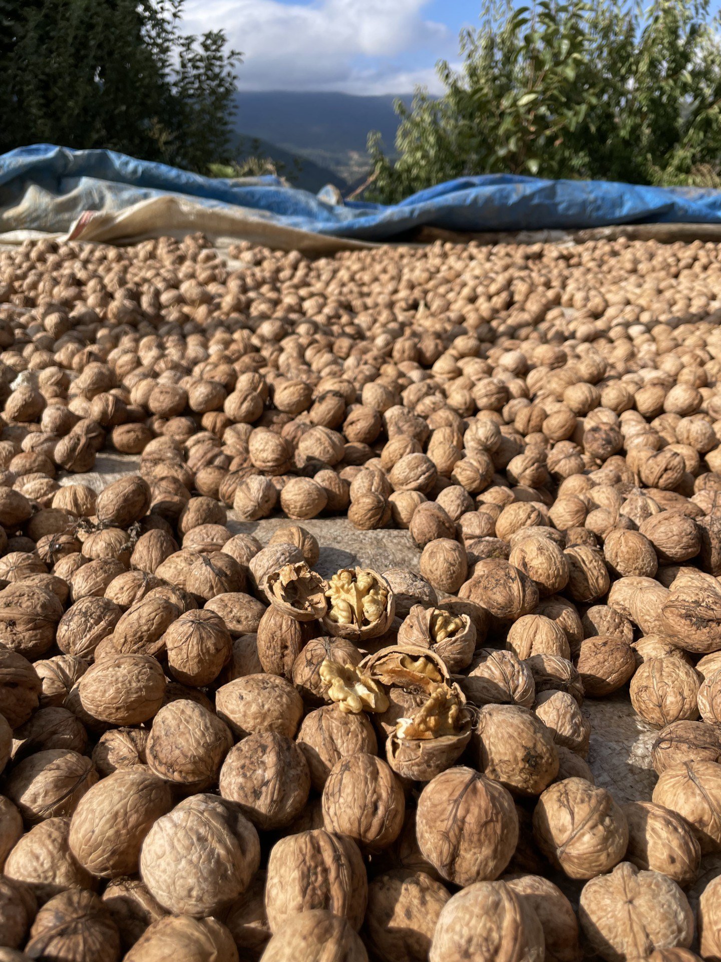 Yeni Mahsul Kabuklu Kuru Yerli Ceviz 10 / Kg