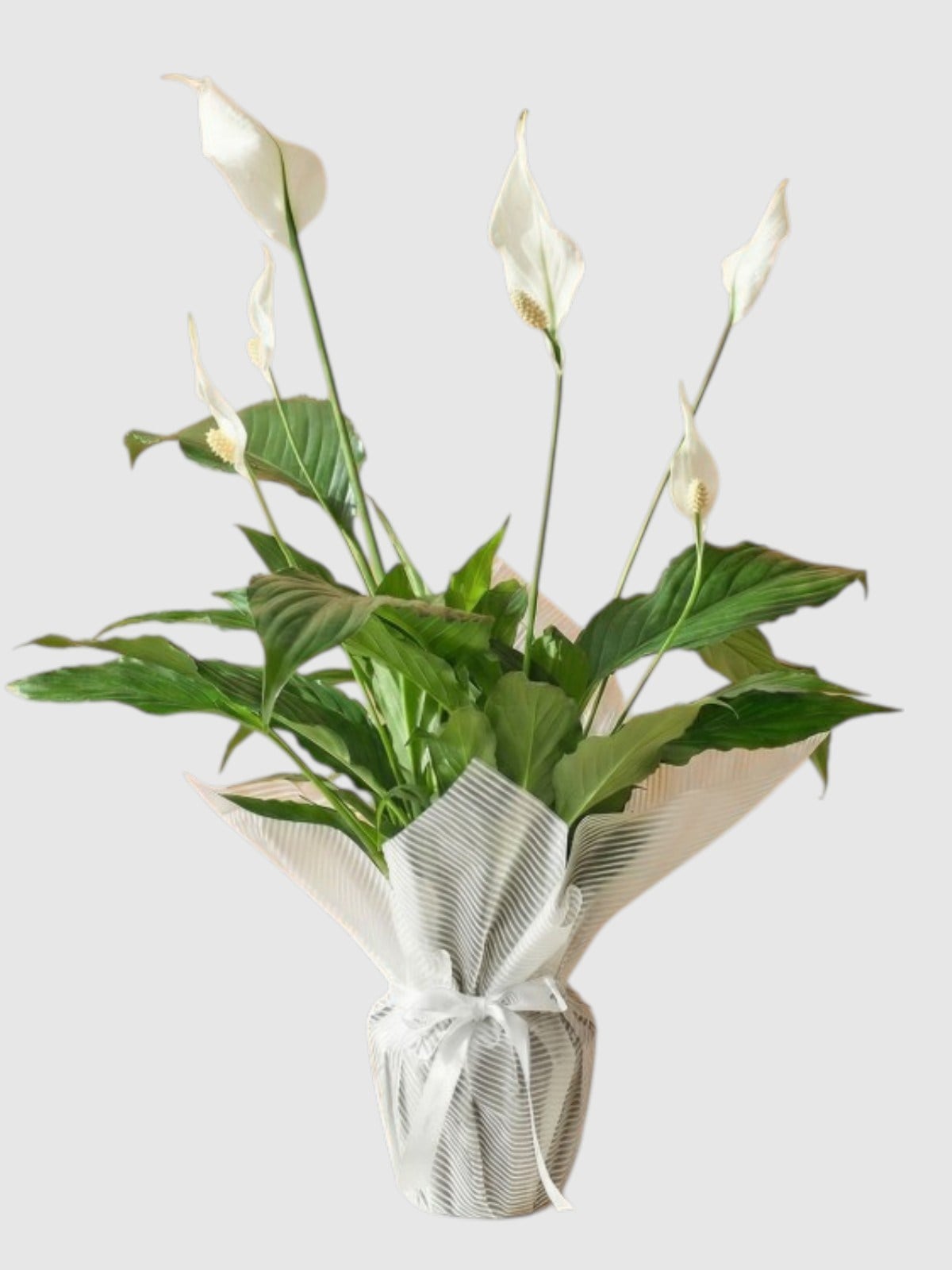 Marmaris Beyaz Barış Çiçeği (Spathiphyllum) | Salon Bitkisi & Çiçek Siparişi