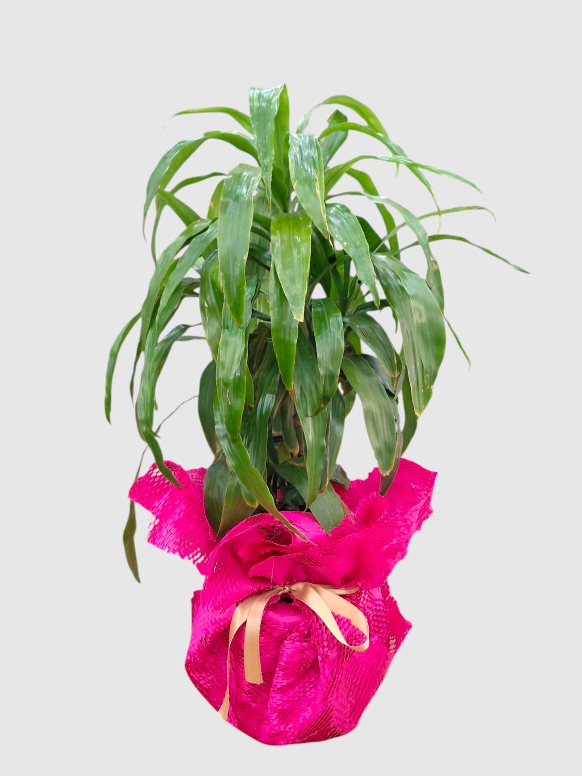 Marmaris Dracaena Compact Bitkisi | Şık ve Dayanıklı Salon Bitkisi