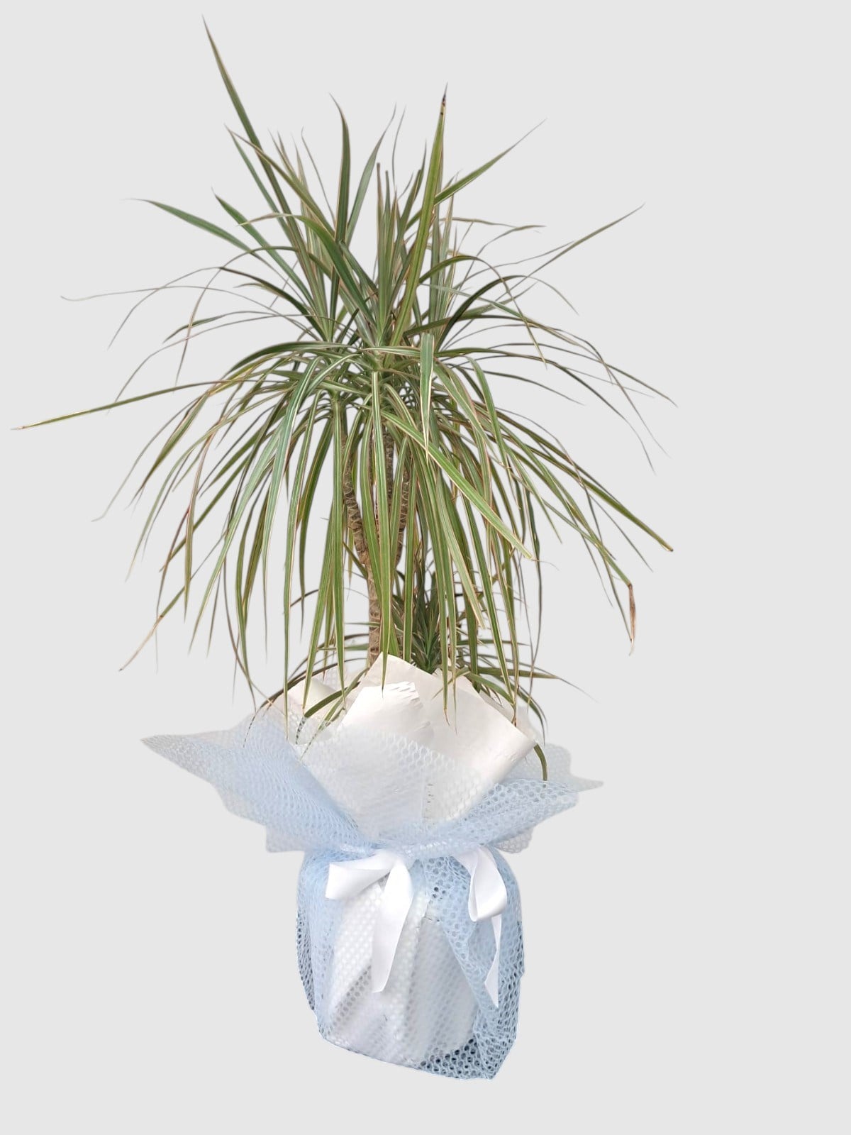 Marmaris Dracaena Marginata Bicolor | Şık Salon Bitkisi & Hediye