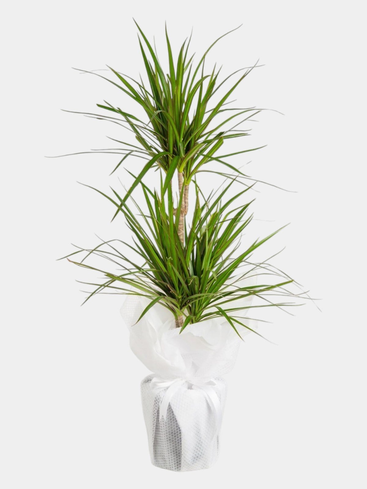 Marmaris Dracaena Marginata | Şık ve Modern Salon Bitkisi