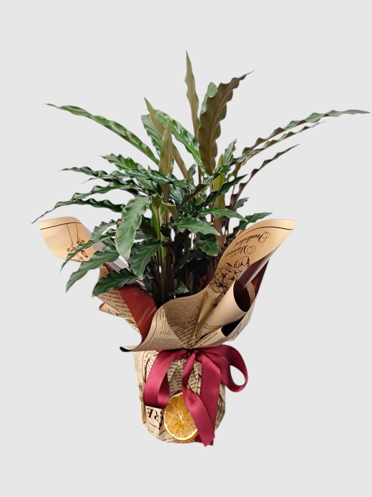Marmaris Dua Çiçeği Bitkisi (Calathea Rufibarba) | Şık & Dekoratif Salon Bitkisi