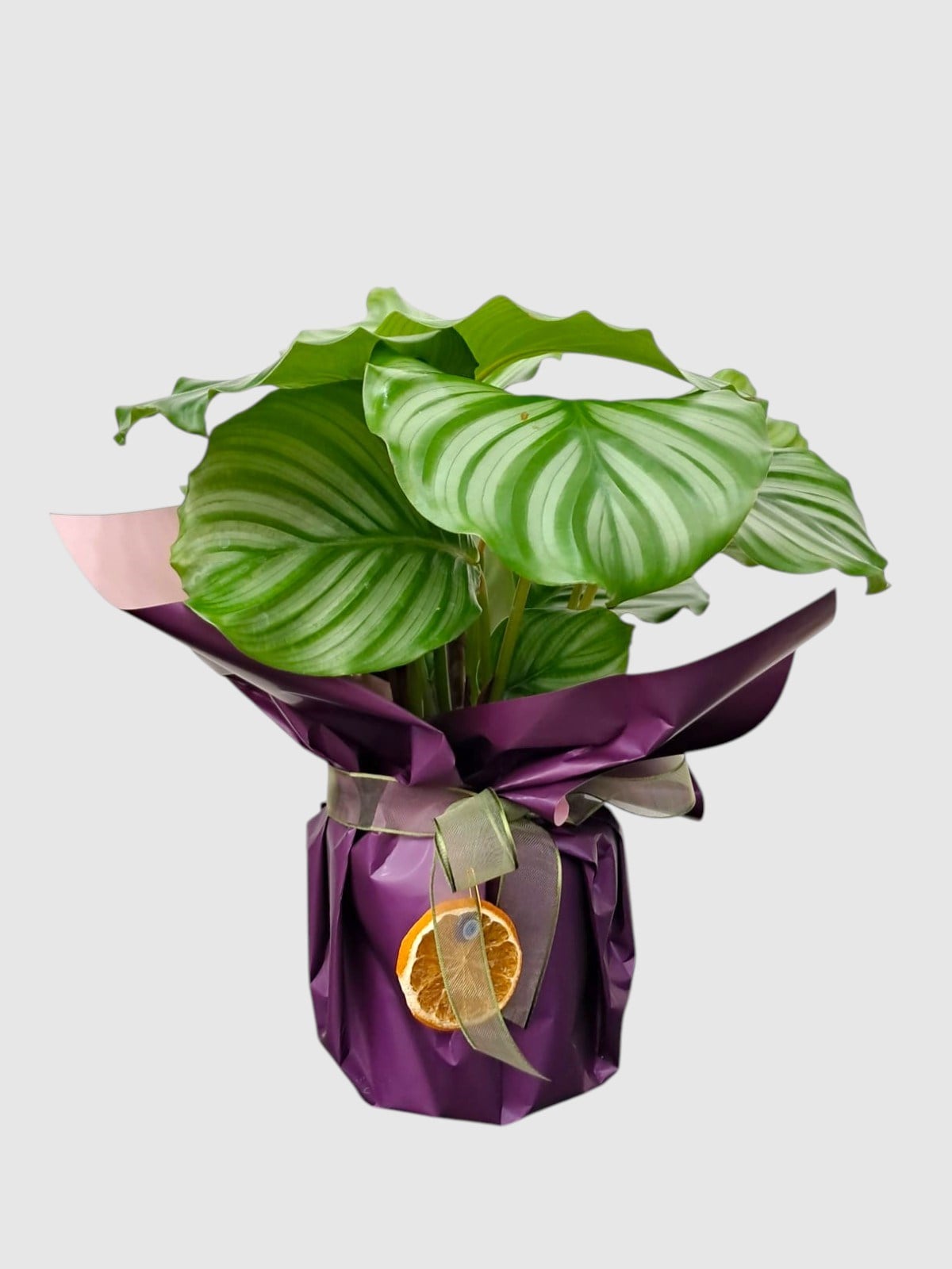 Marmaris Dua Çiçeği (Calathea Orbifolia) | Premium Dekoratif Salon Bitkisi