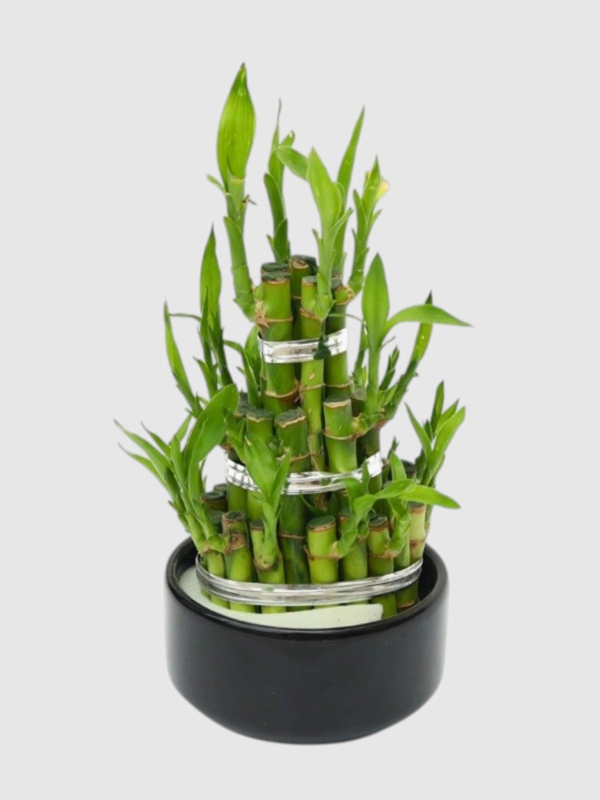 Marmaris Şans Bambusu Piramit Tasarım | Lucky Bamboo Özel Aranjman