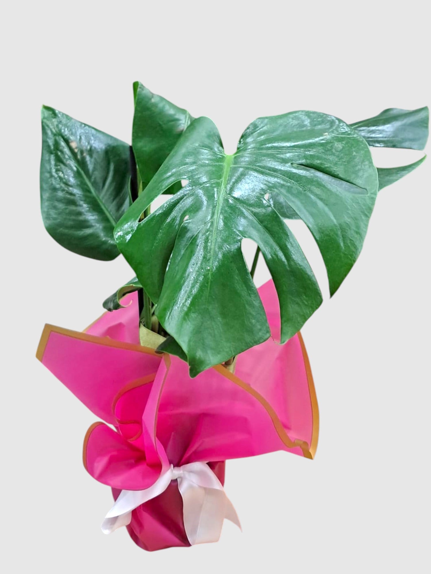 MONSTERA