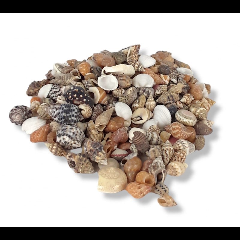 Deniz Kabuğu Karışık Minik 100 gr