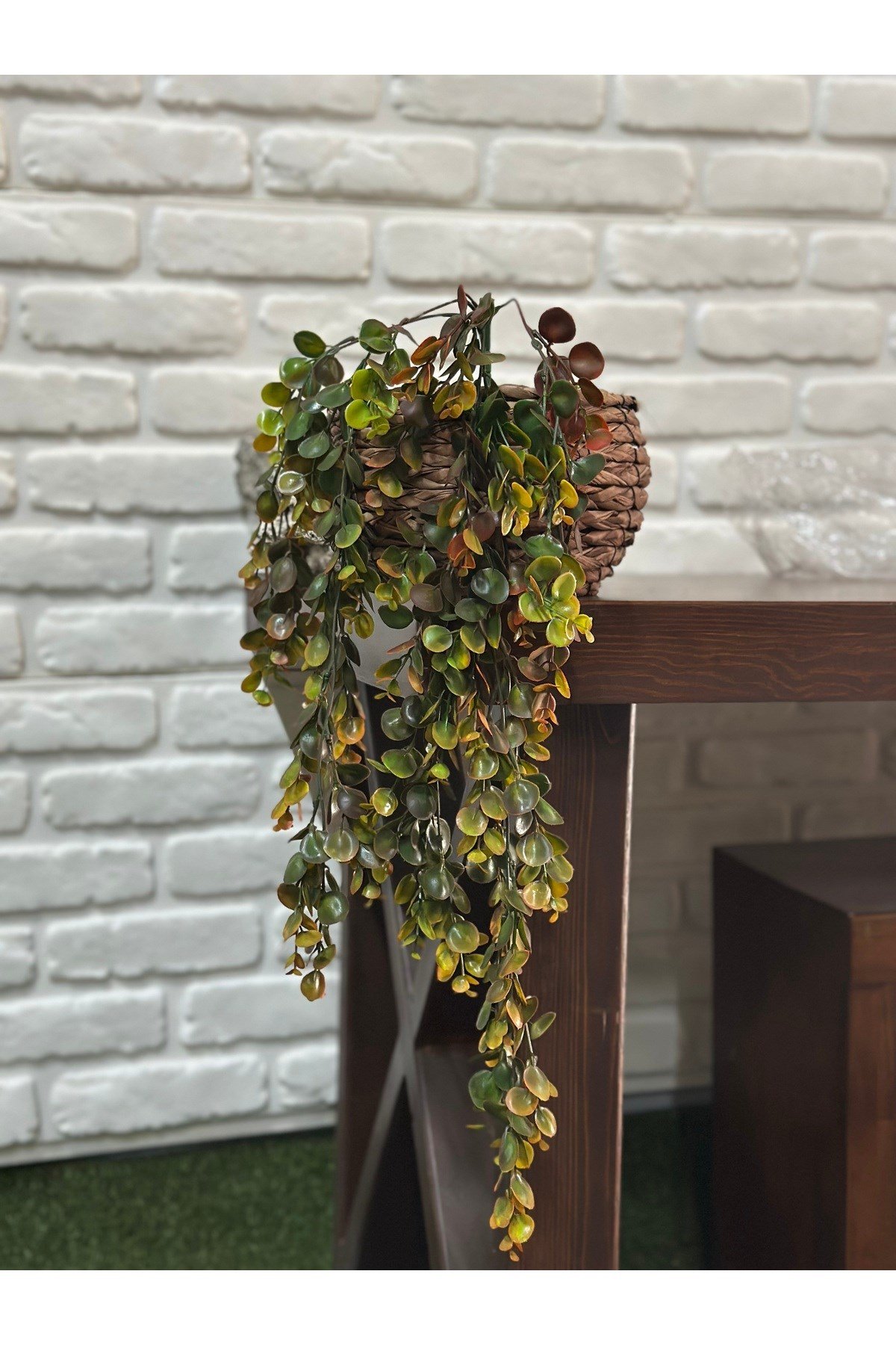 Sarkıt Şimşir Bitkisi 75 cm