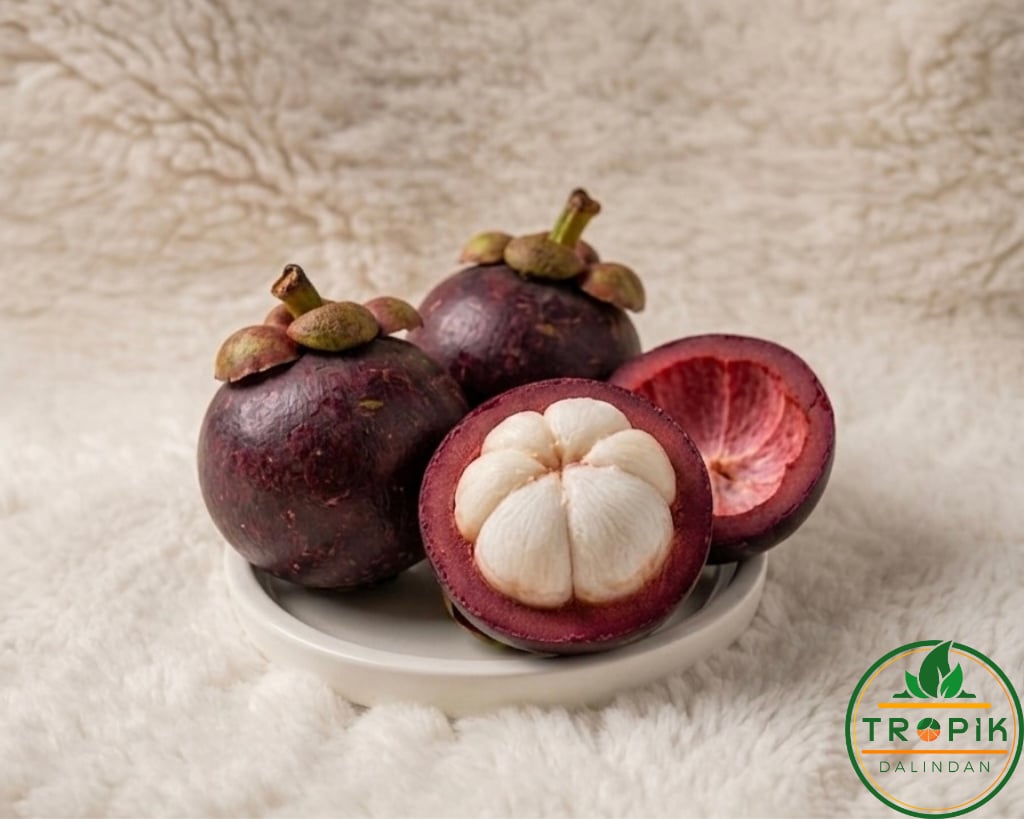 MANGOSTEN / ADET