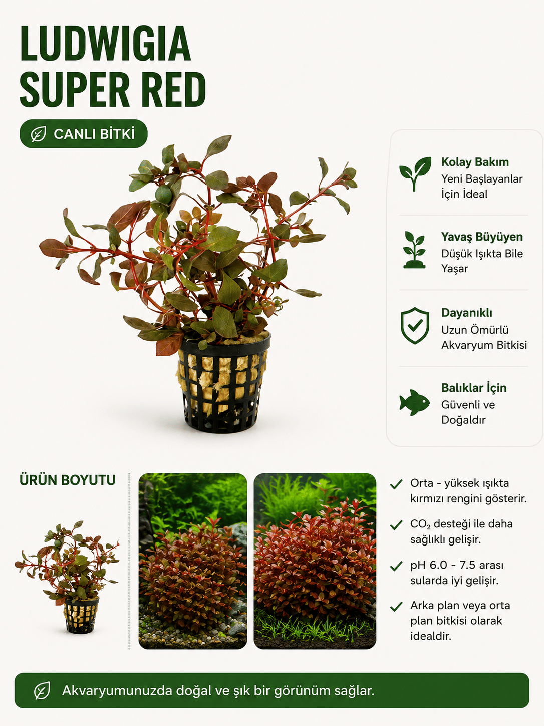 Ludwigia Super Red Canlı Biti