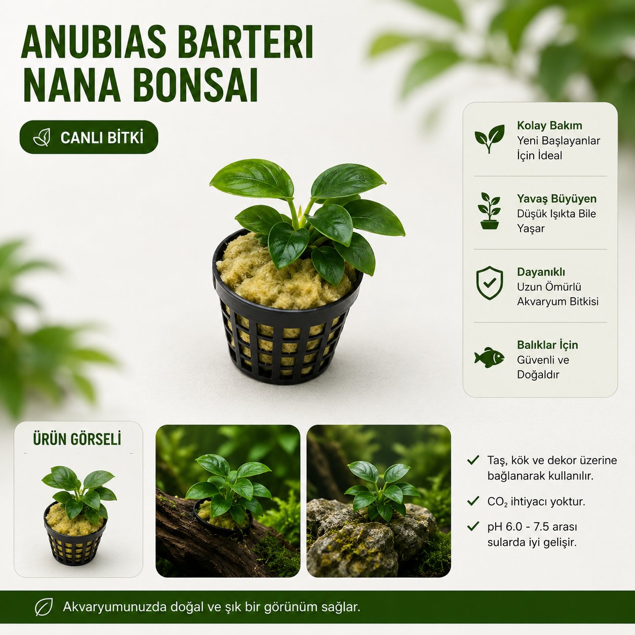 Anubias Barteri Var Nana Bonsa Canlı Bitki