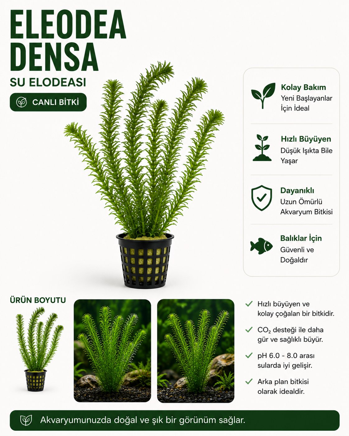 Eladoa Densa Canlı bitki