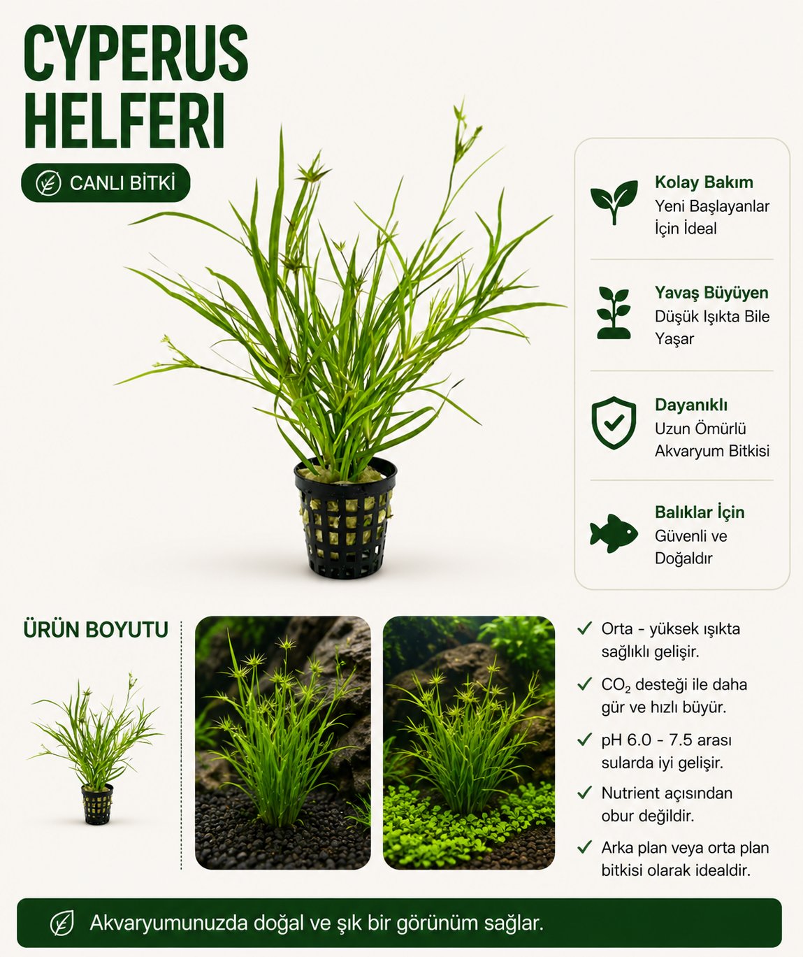 Cyperus Helferi Canlı Bitki