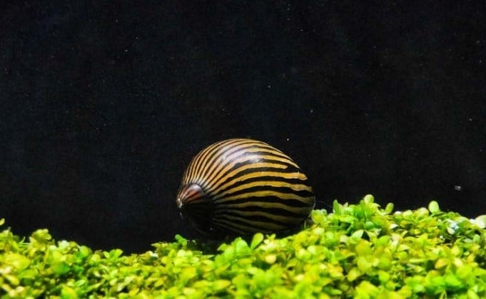 Nerite Salyangoz 2 Adet