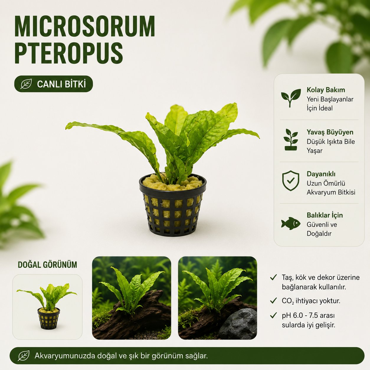 Microsorum Pteropus Saksı  Canlı Bitki