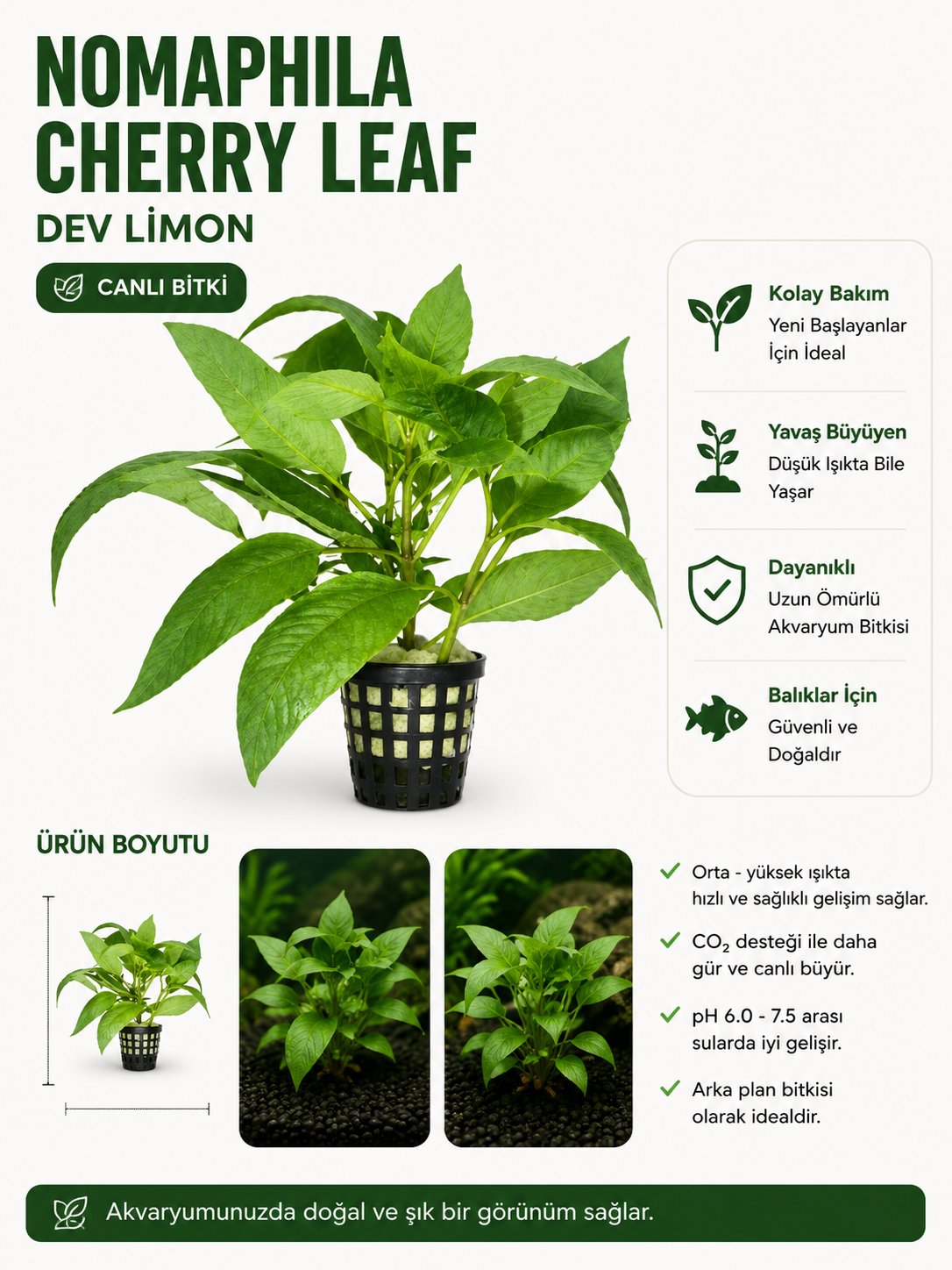 Nomaphila Cherry Leaf Dev Limon Canlı Bitki
