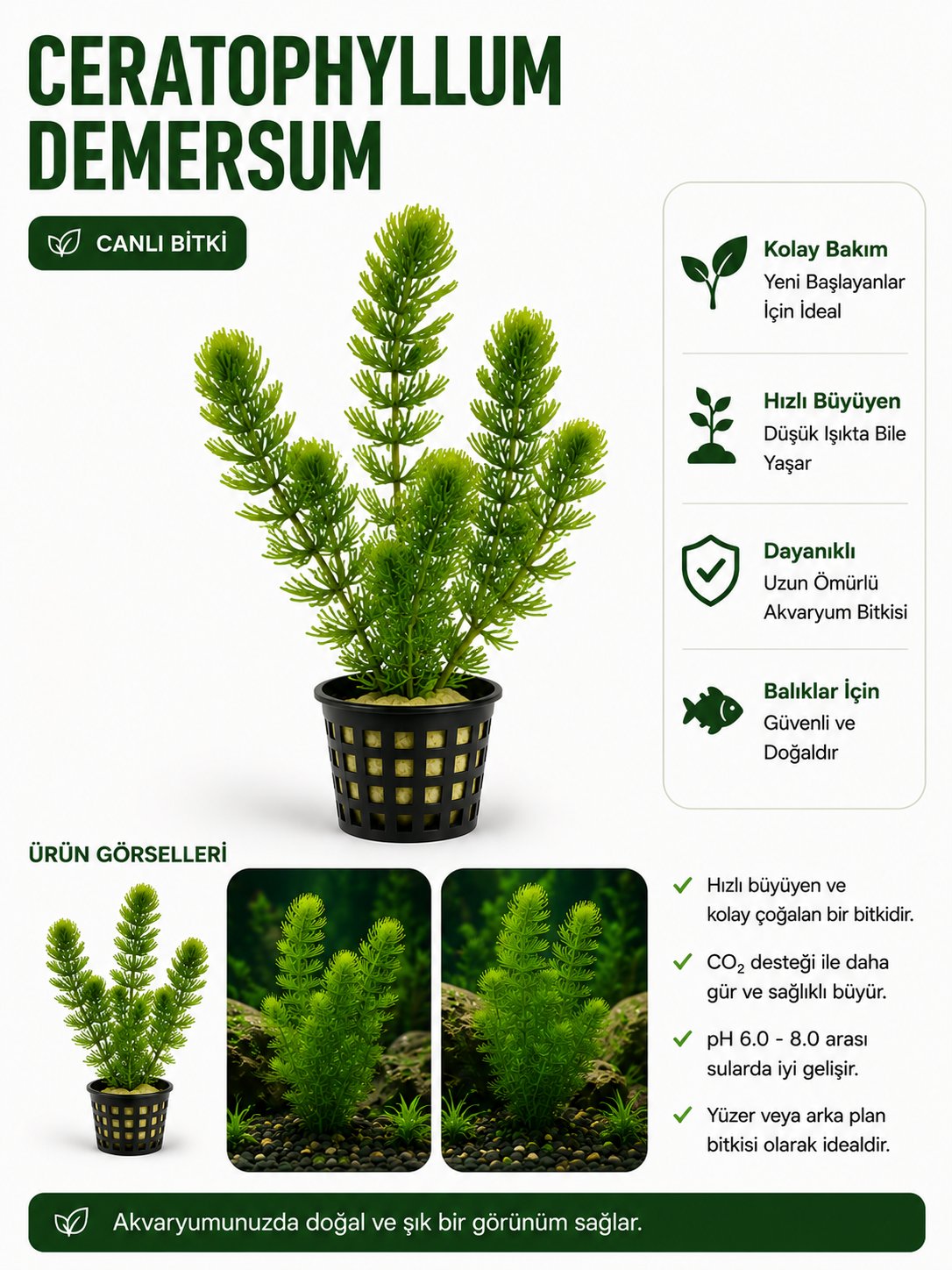 Ceratophyllum Demersum Tilki Kuyruğu Canlı Bitki