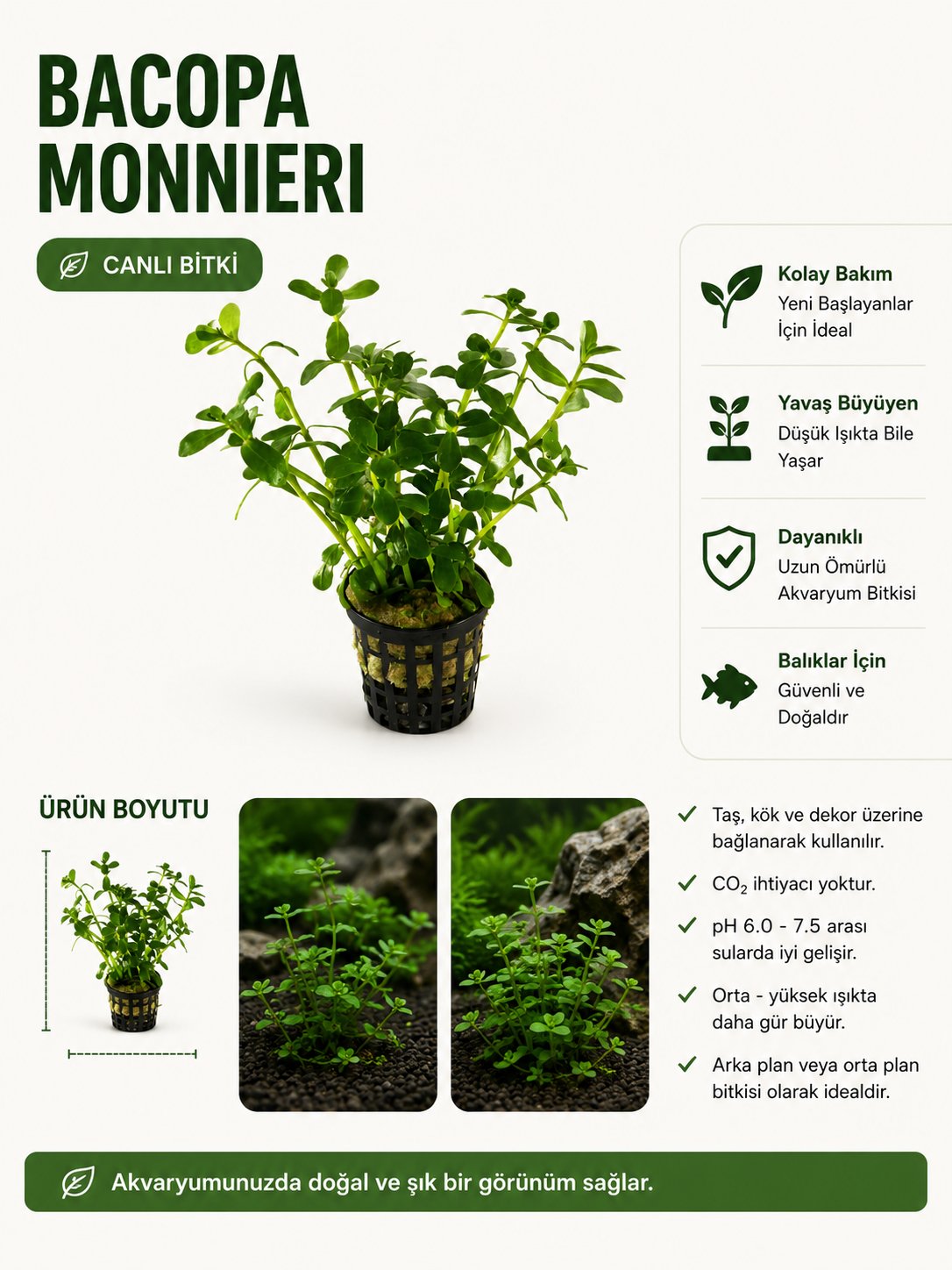 Bacopa Monnieri Canlı Bitki