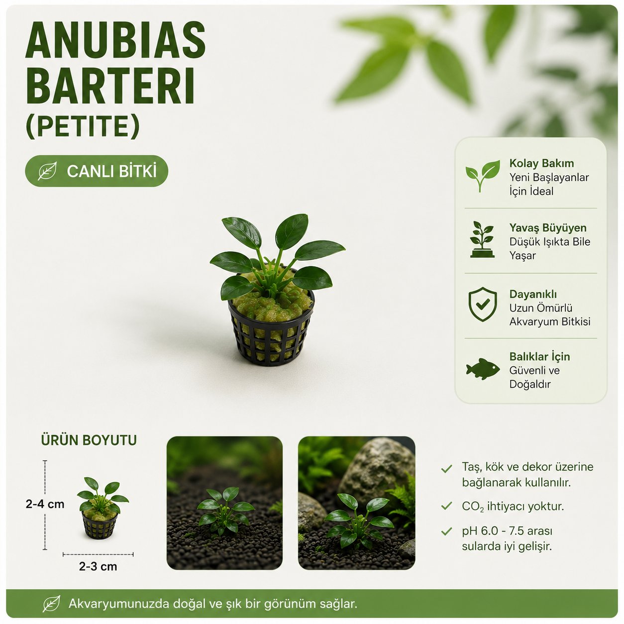 Anubias Berteri Var Nana petite Canlı Bitki