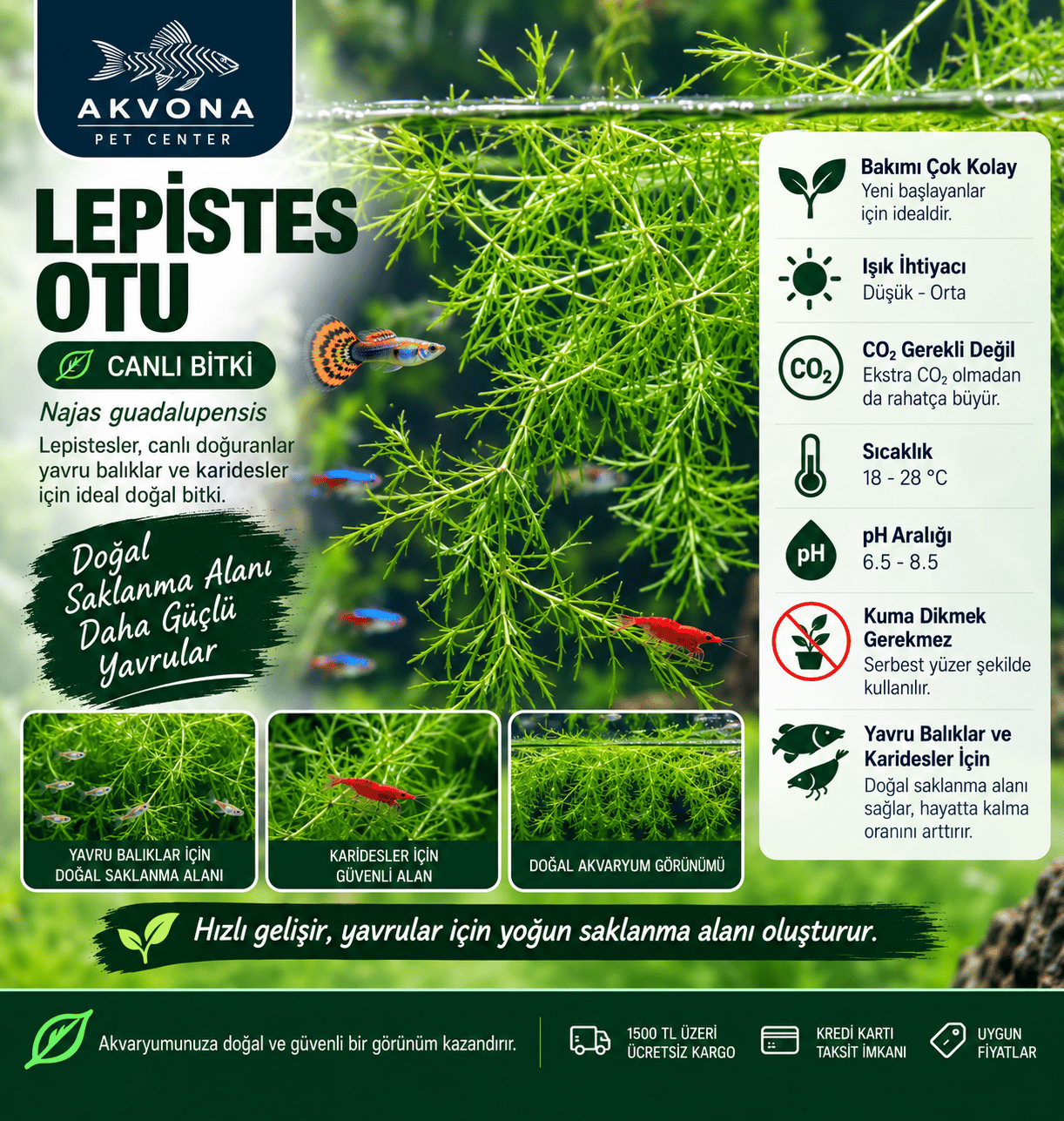 Najas  Lepistes bitkisi Dal
