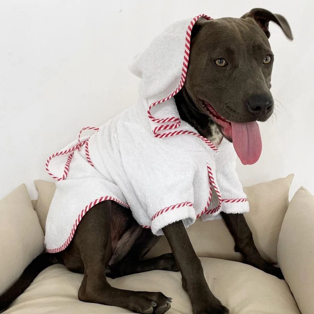 Par Avion Köpek Bornozu