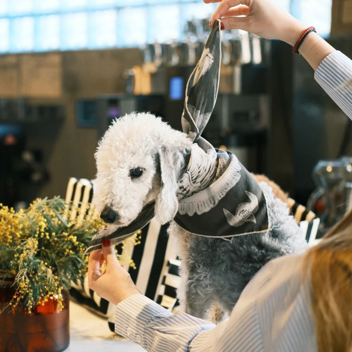 Ruff Bandana