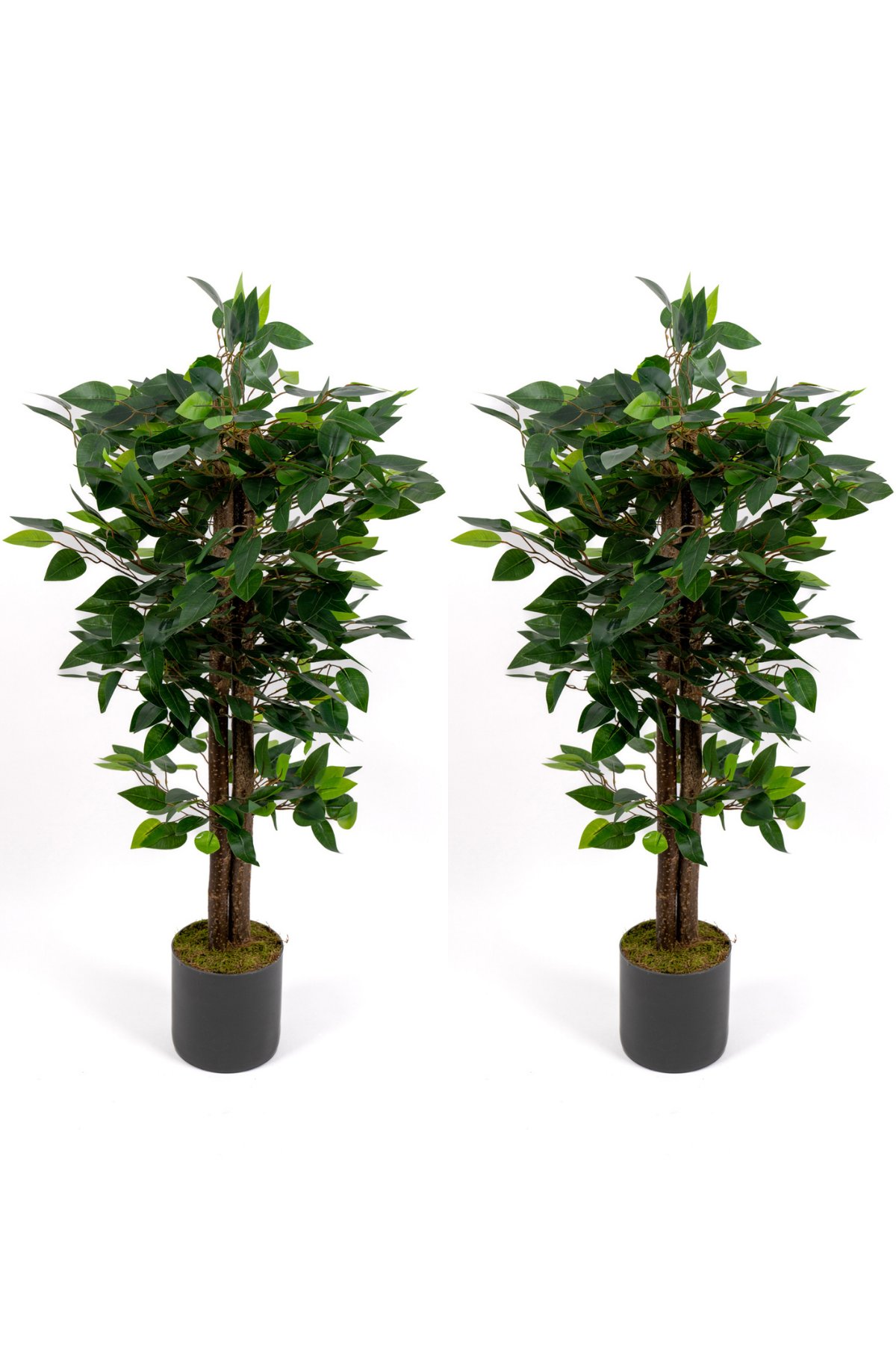 2’li Yapay Benjamin Ağacı Seti – 100 cm Gri Saksılı Dekoratif Salon & Ofis Bitkisi