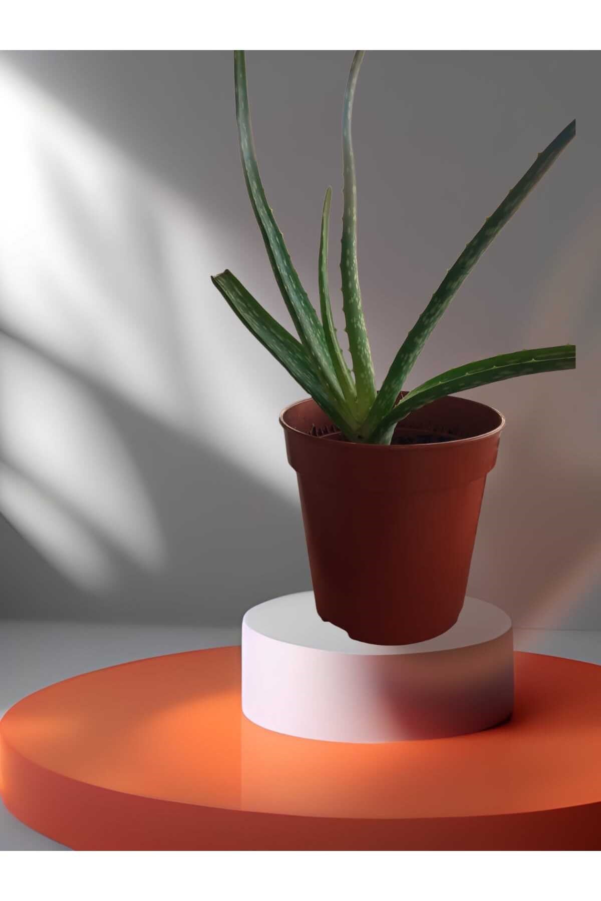 Aloe Vera Çiçeği