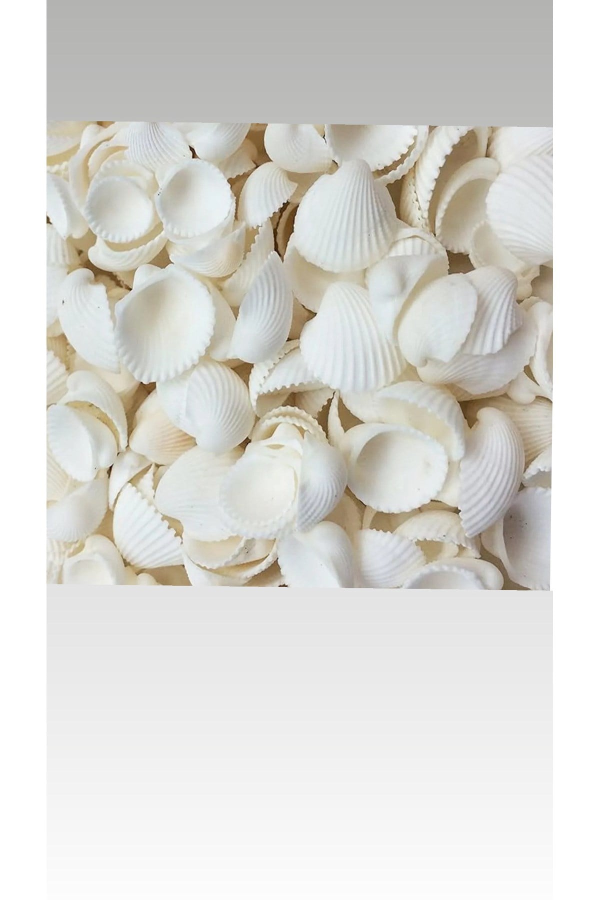 Deniz kabuğu 500 gram (110-125 adet arası)(3-4,5 cm)