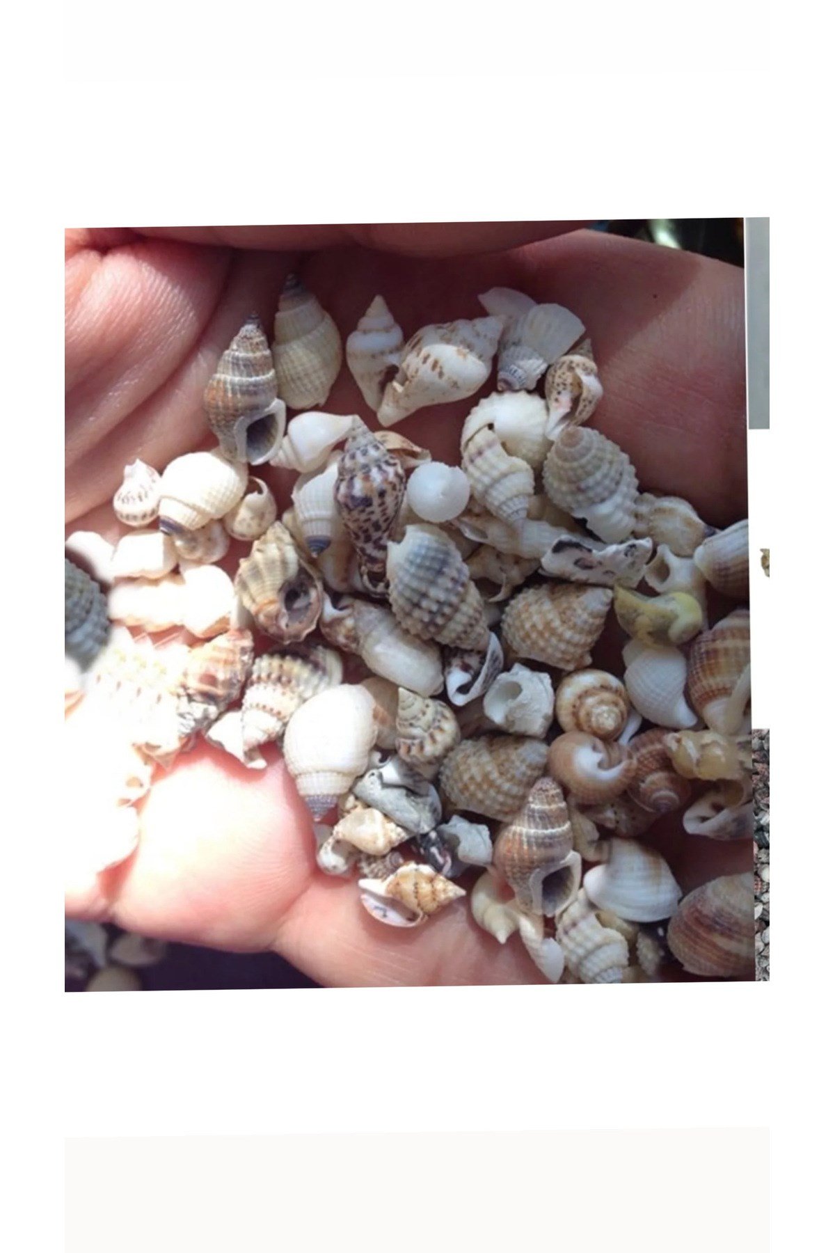 Deniz kabuğu (deniz minaresi)(250 adet)(ortalama 1 cm)