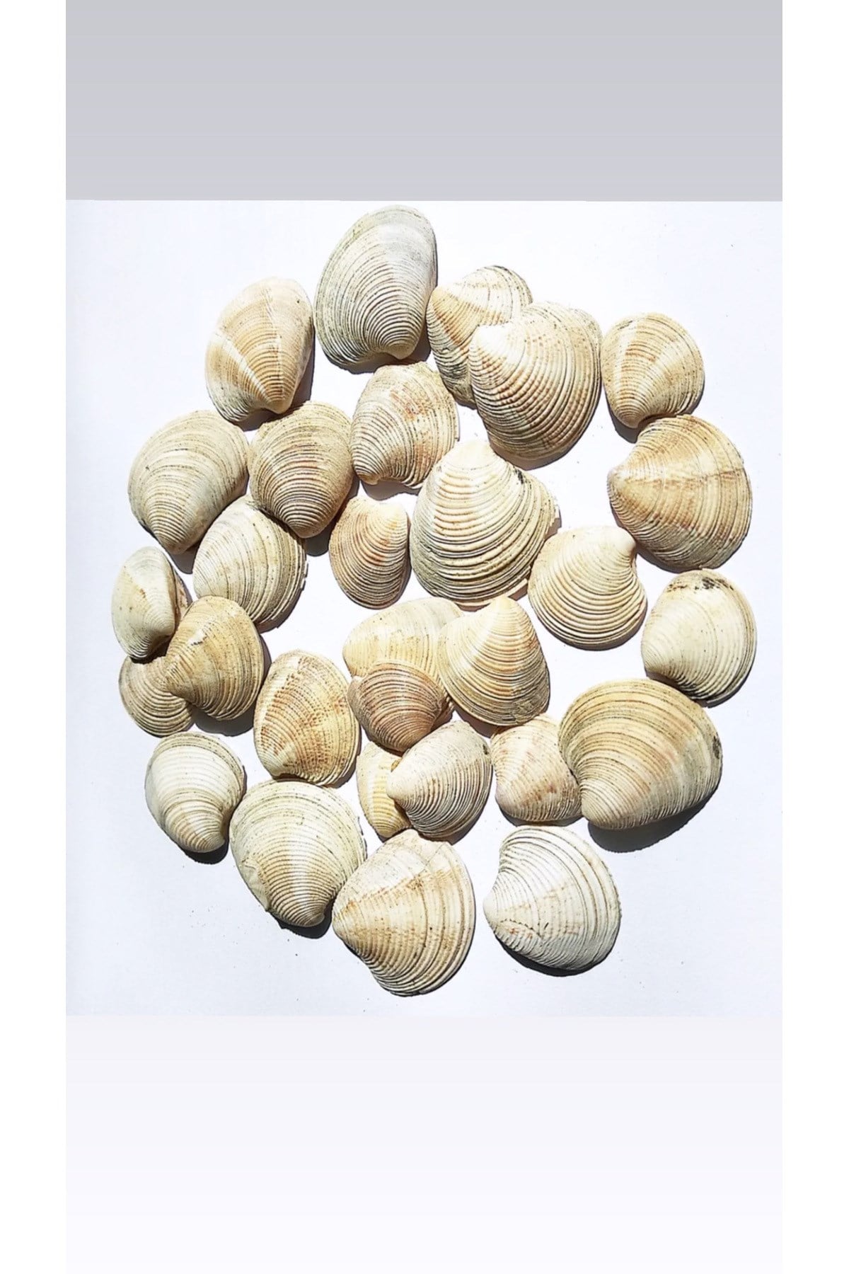 Deniz kabuğu doğal 3-4,5 cm)(500 gram)