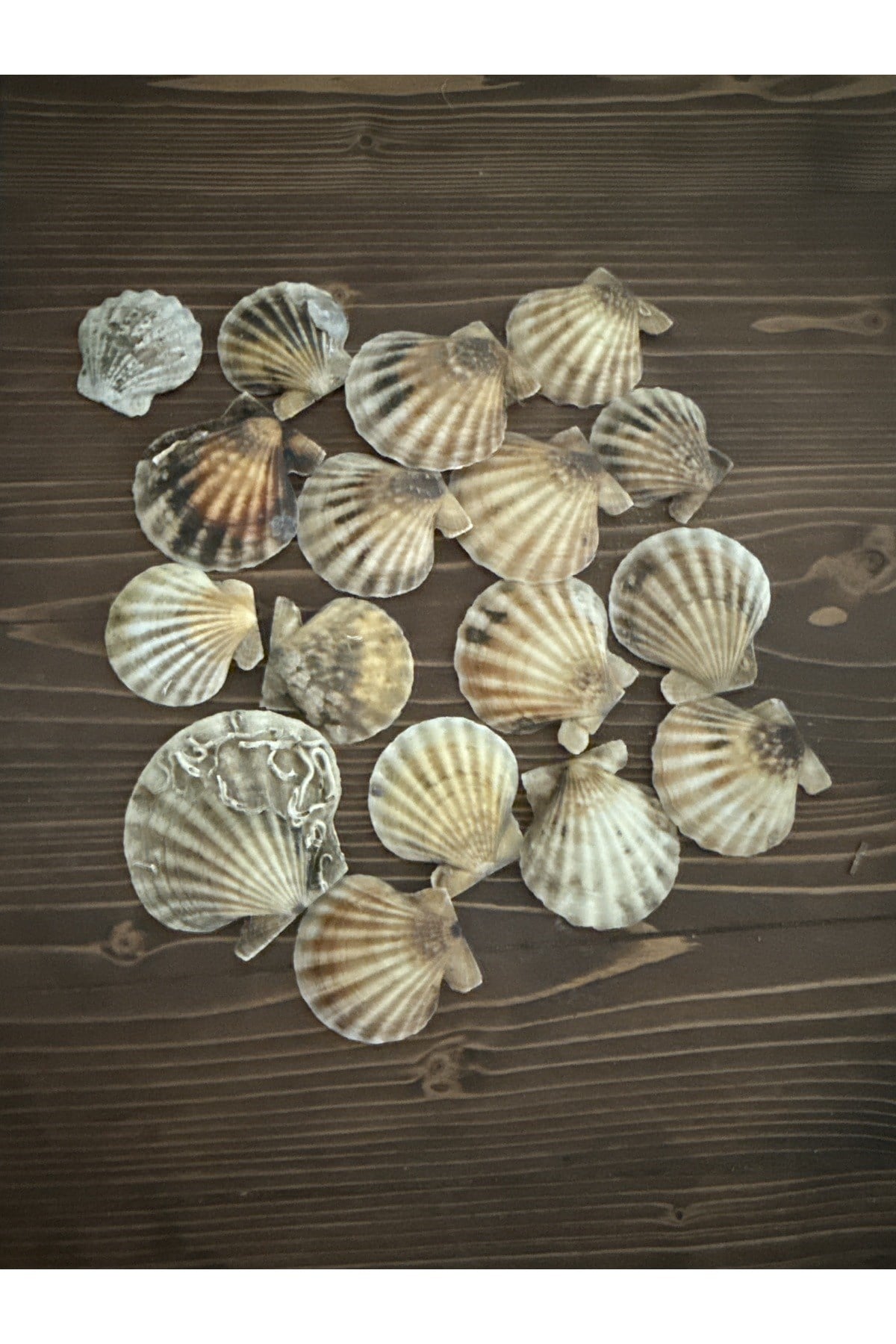 Deniz kabuğu (nikah şekeri,süslemeler için)250 gram