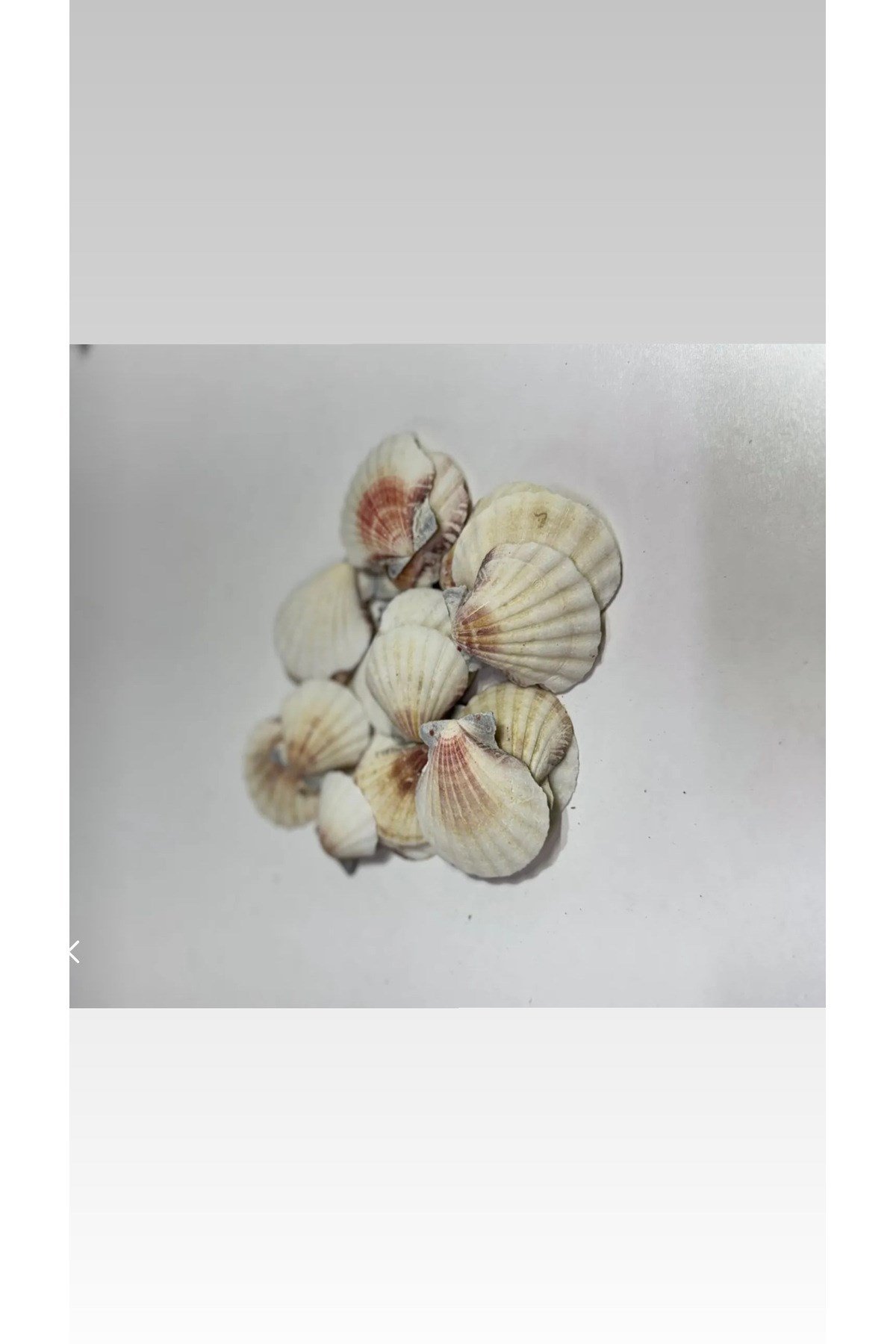 Deniz kabuğu(100 gram)(büyük boy)